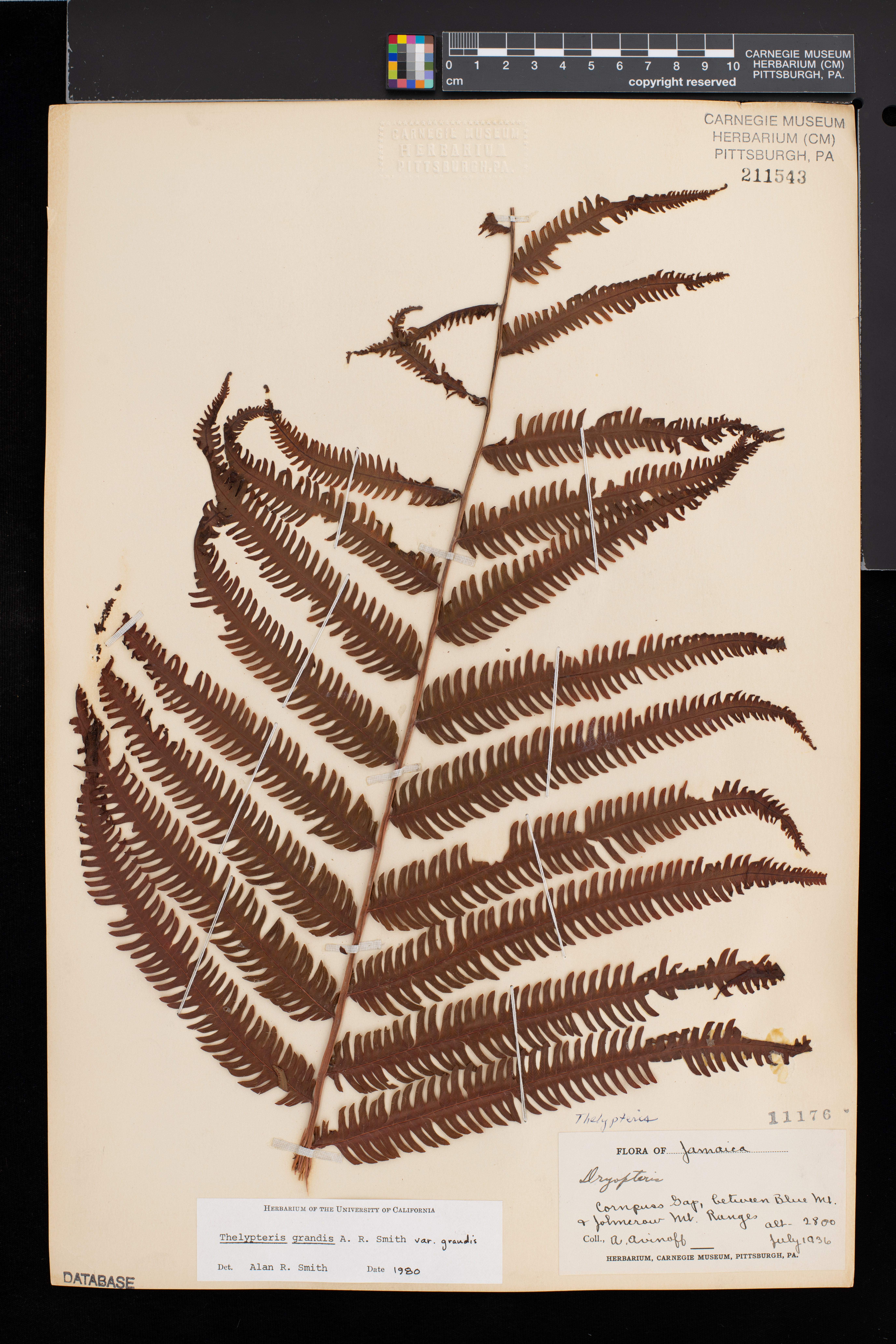 Thelypteris grandis var. grandis image