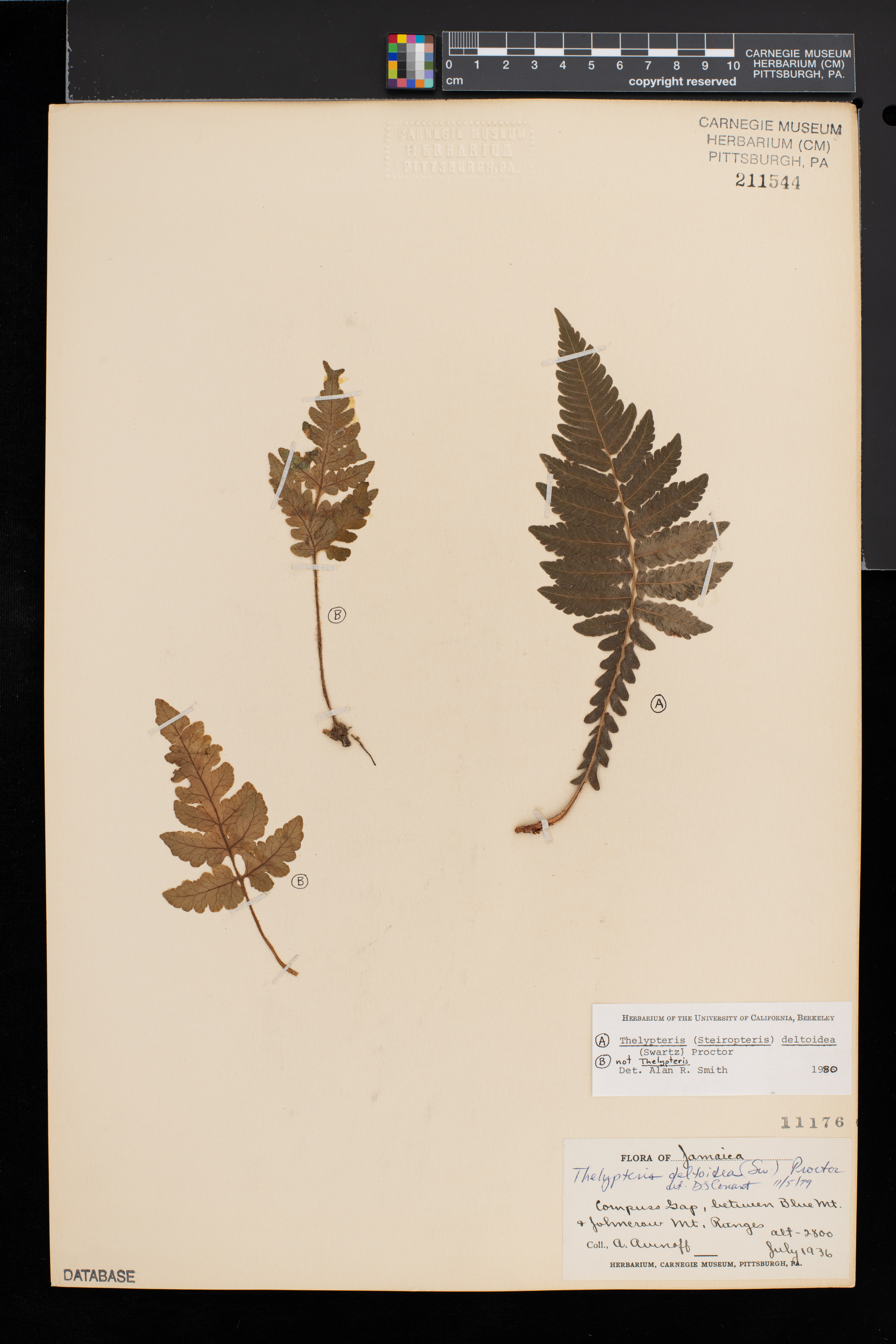 Thelypteris deltoidea image