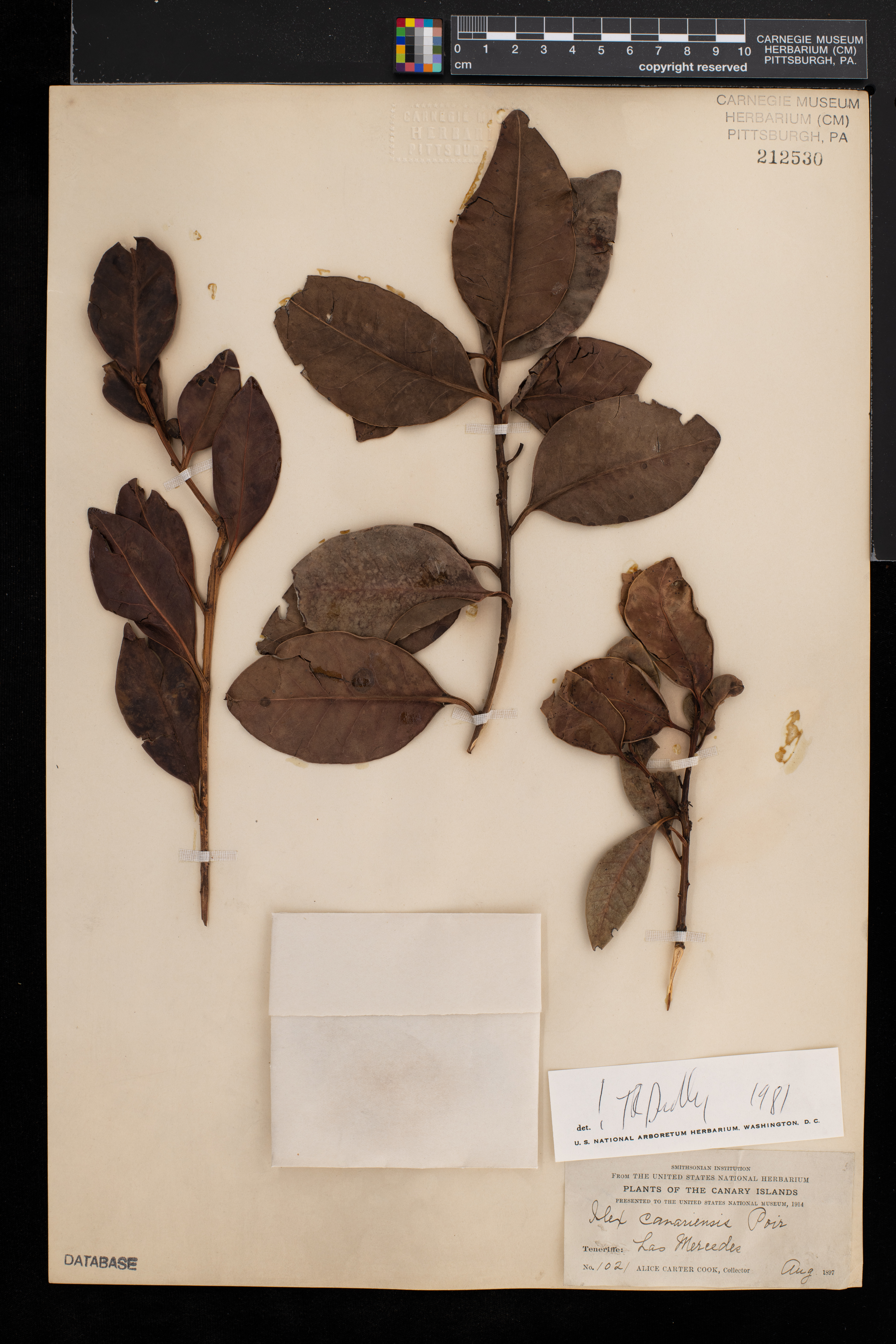 Ilex canariensis image