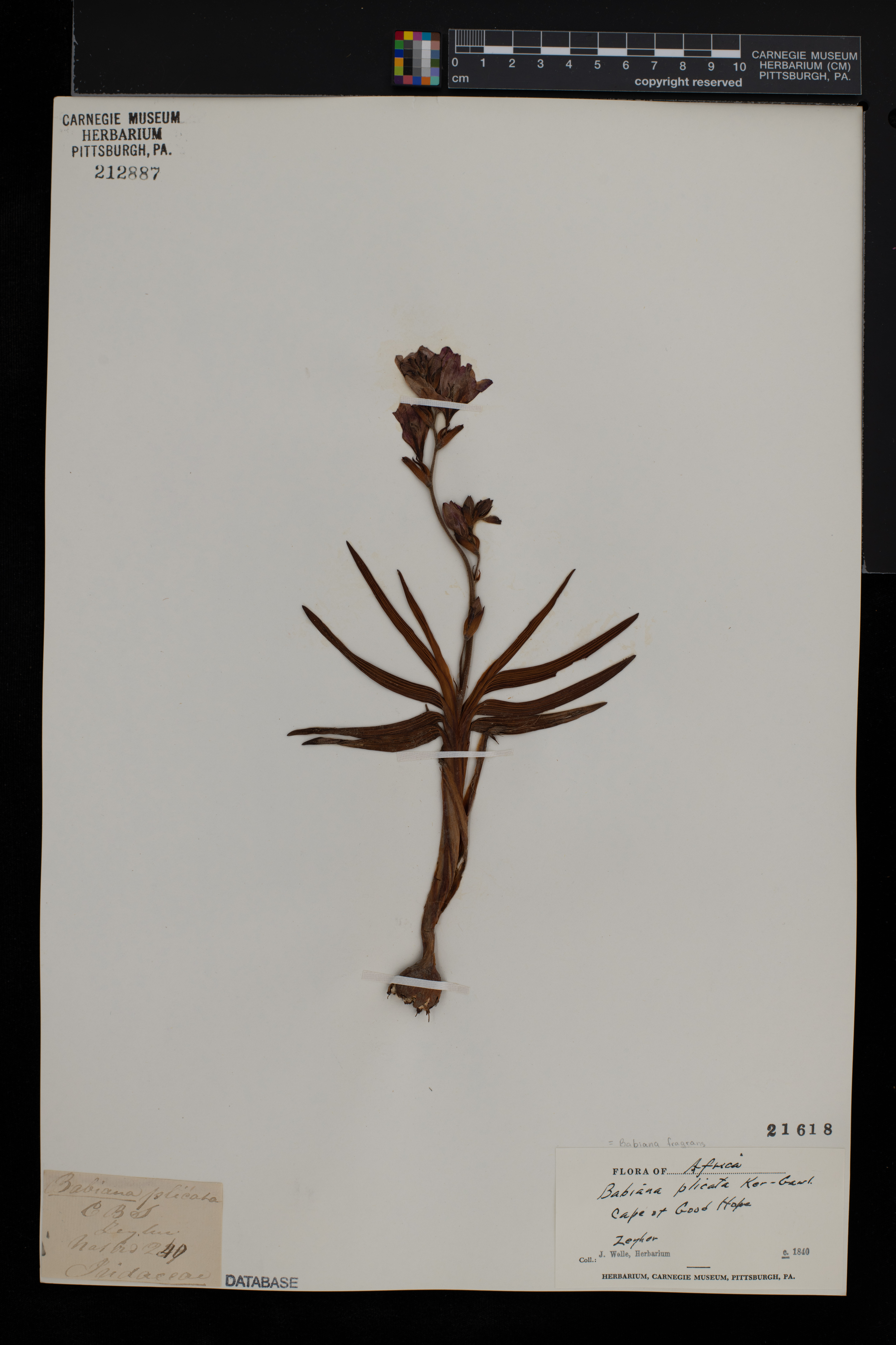 Babiana fragrans image