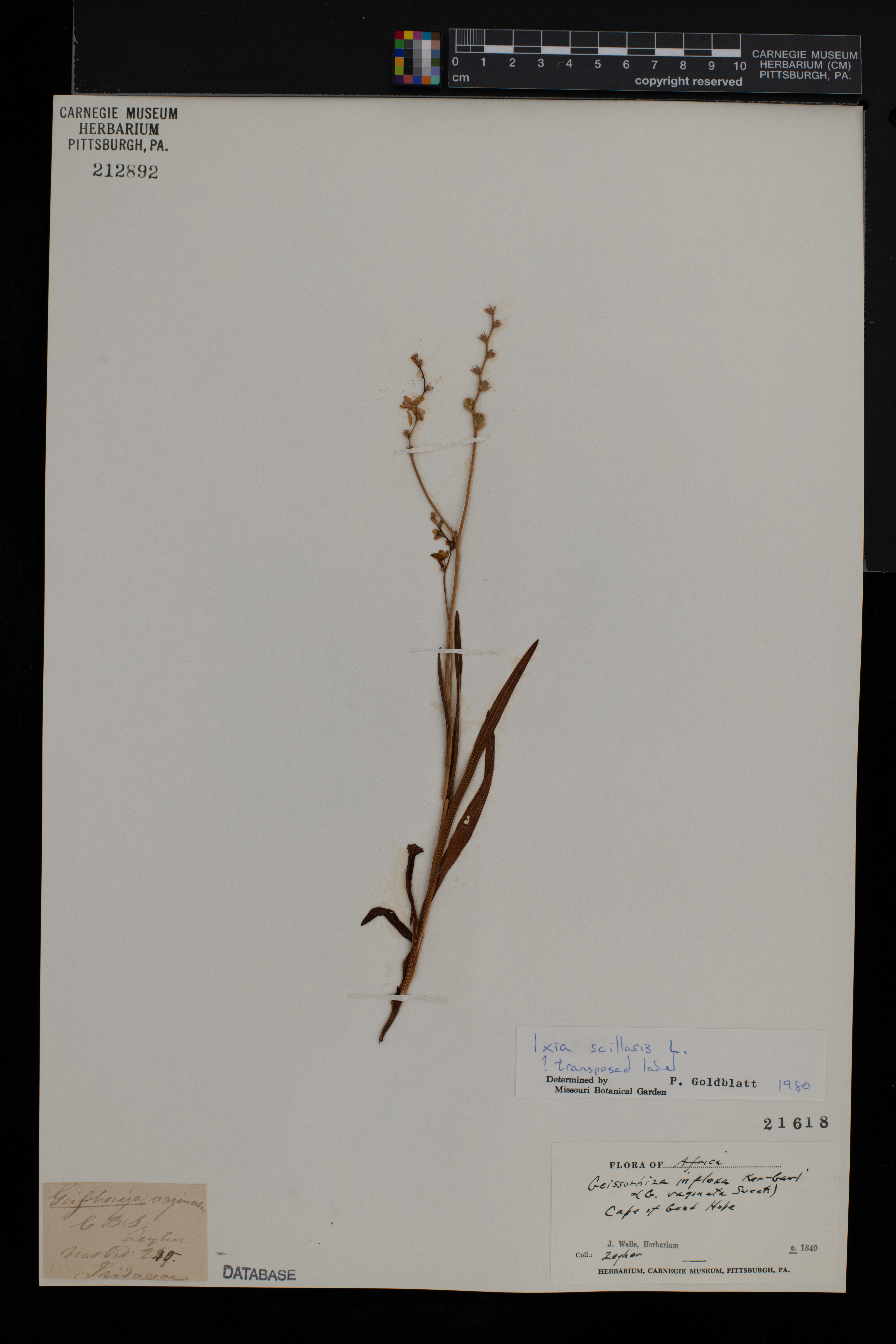 Ixia scillaris image