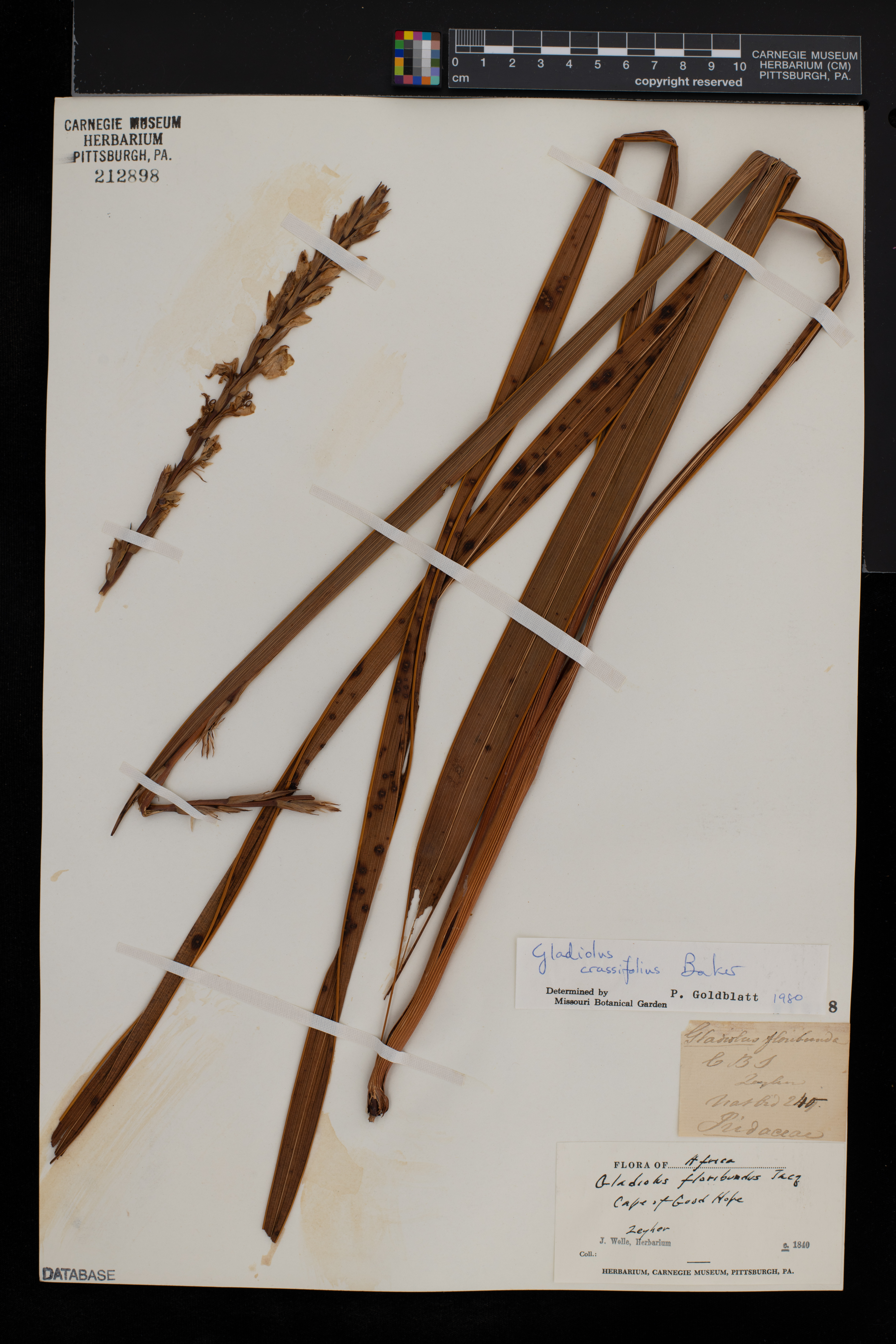 Gladiolus crassifolius image