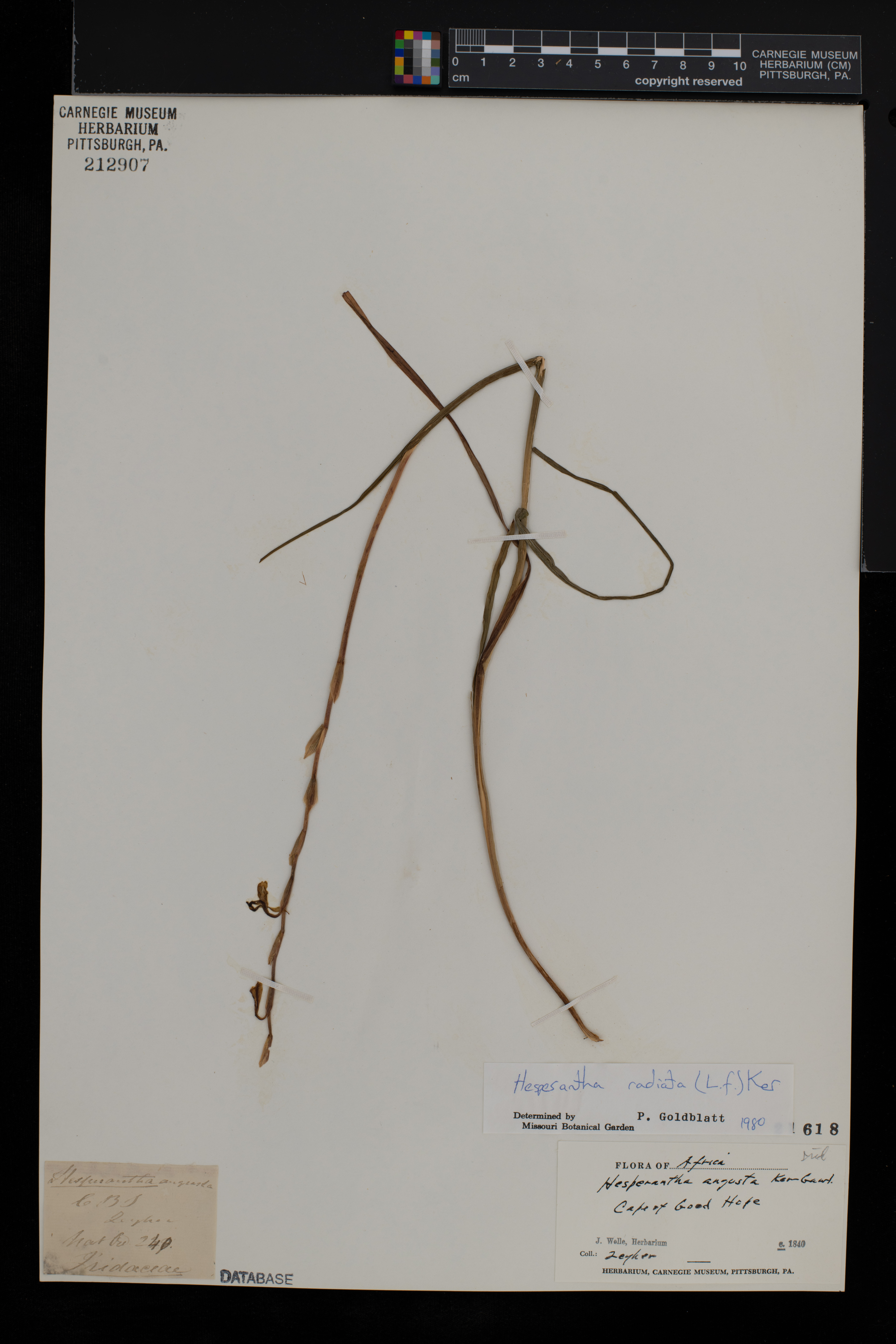 Hesperantha radiata image