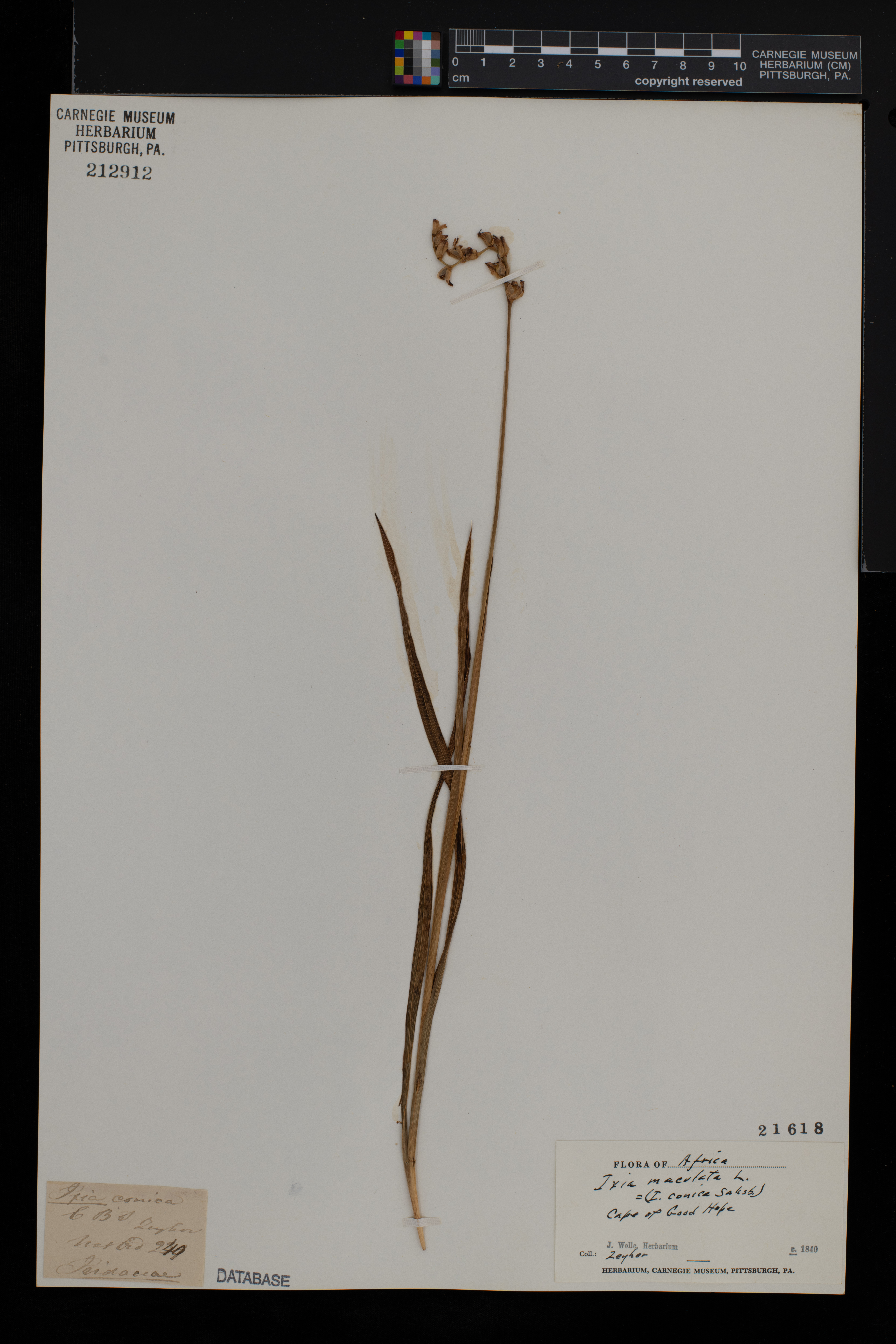 Ixia maculata image