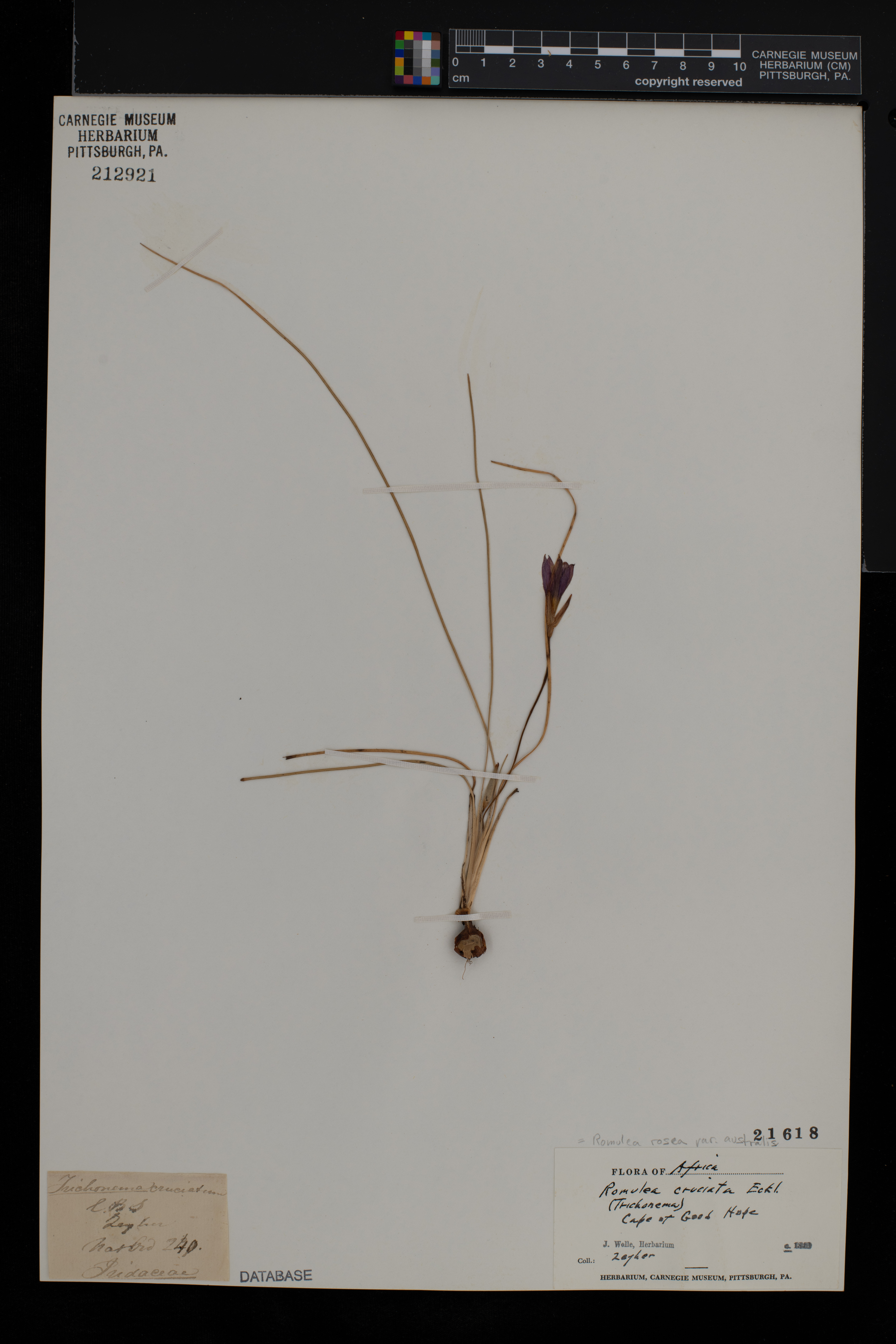 Romulea rosea var. australis image