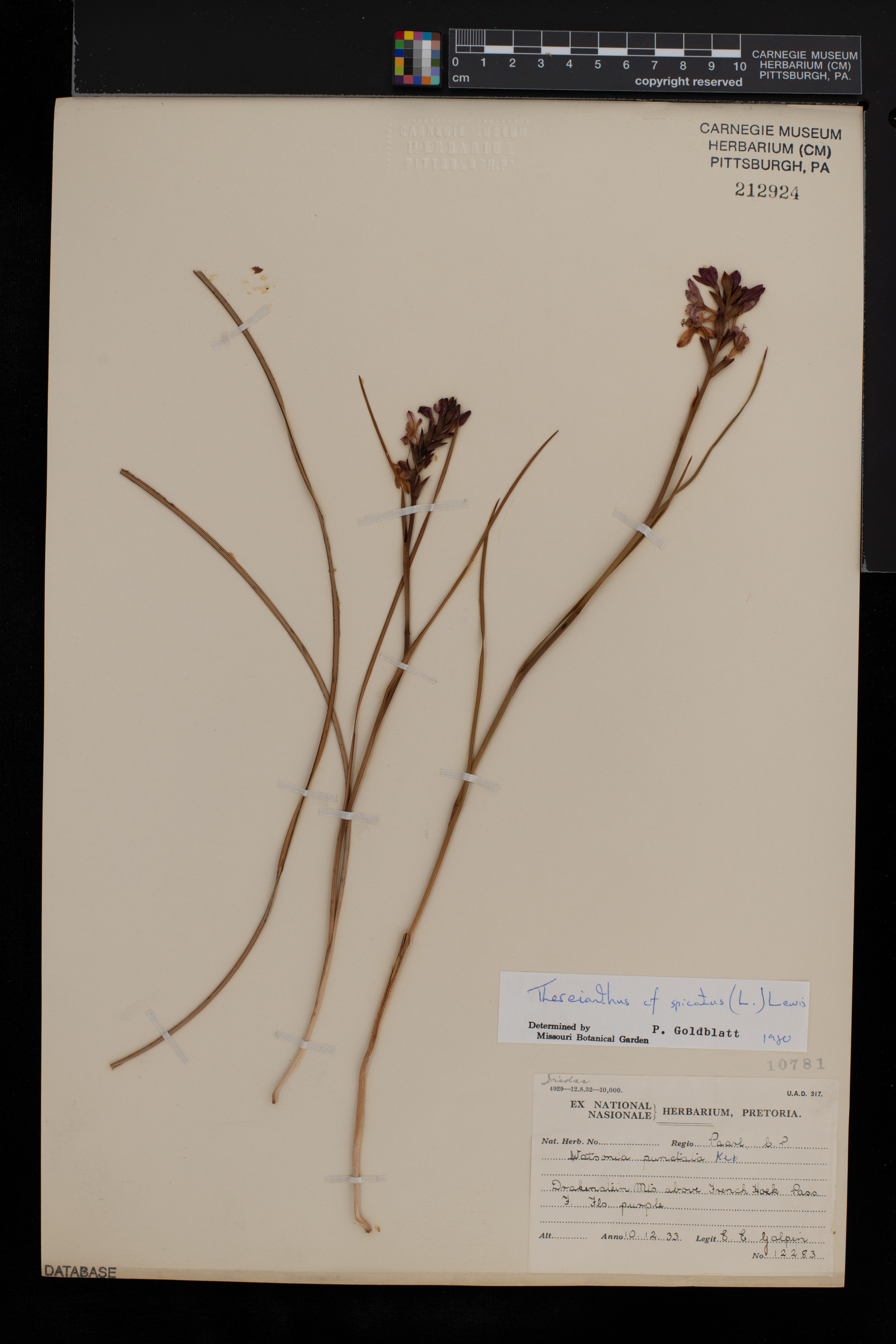 Thereianthus spicatus image