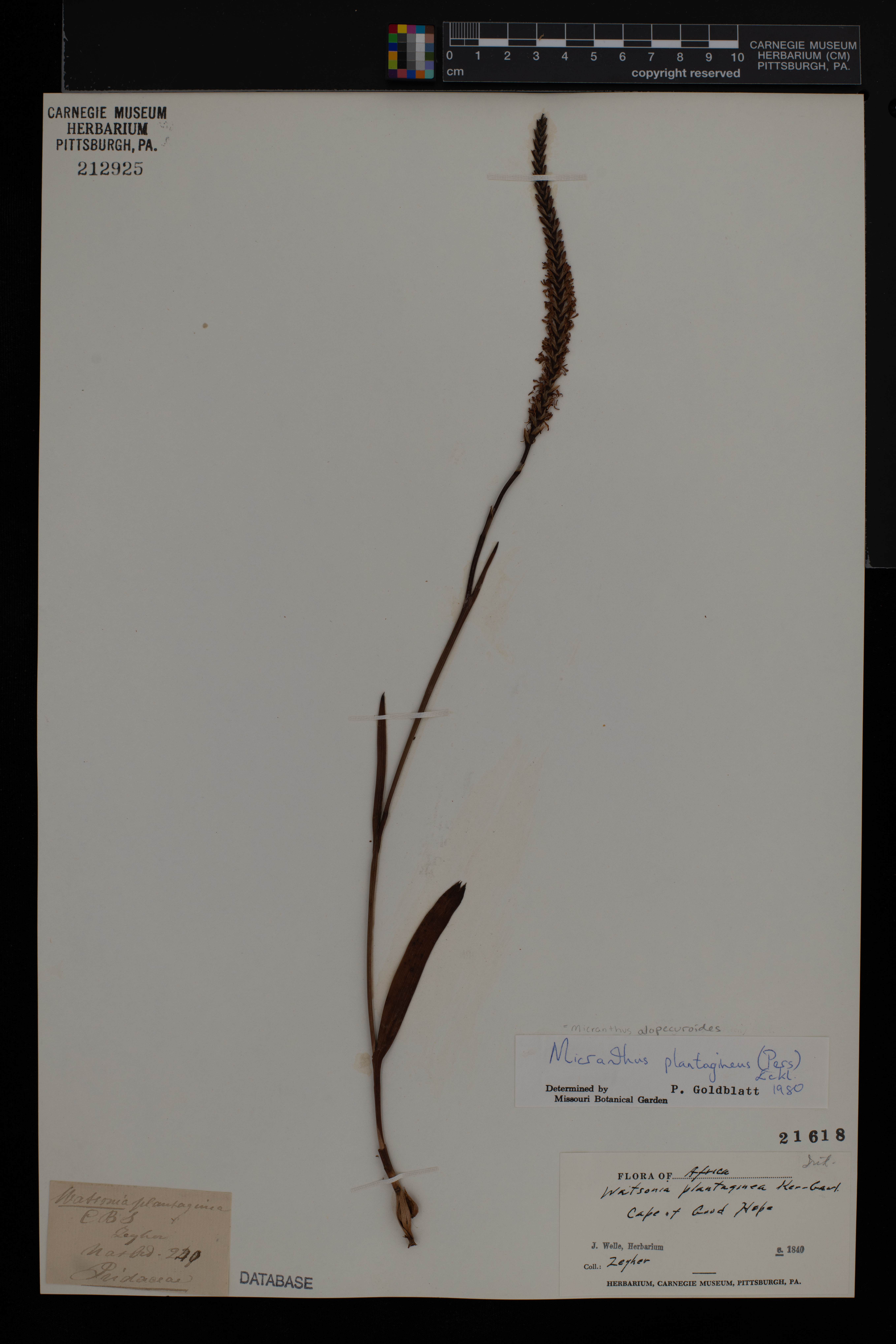 Micranthus alopecuroides image
