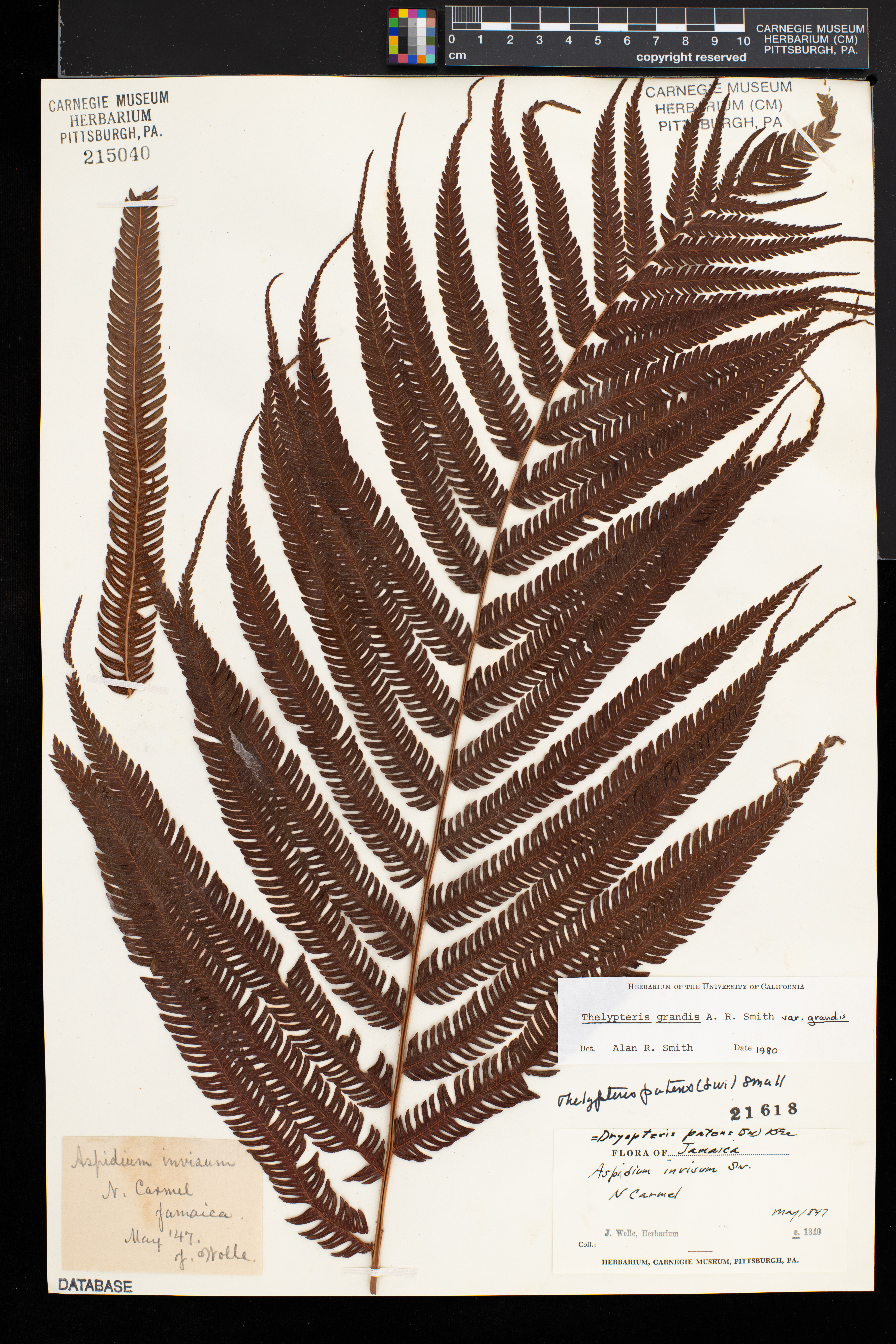 Thelypteris grandis image