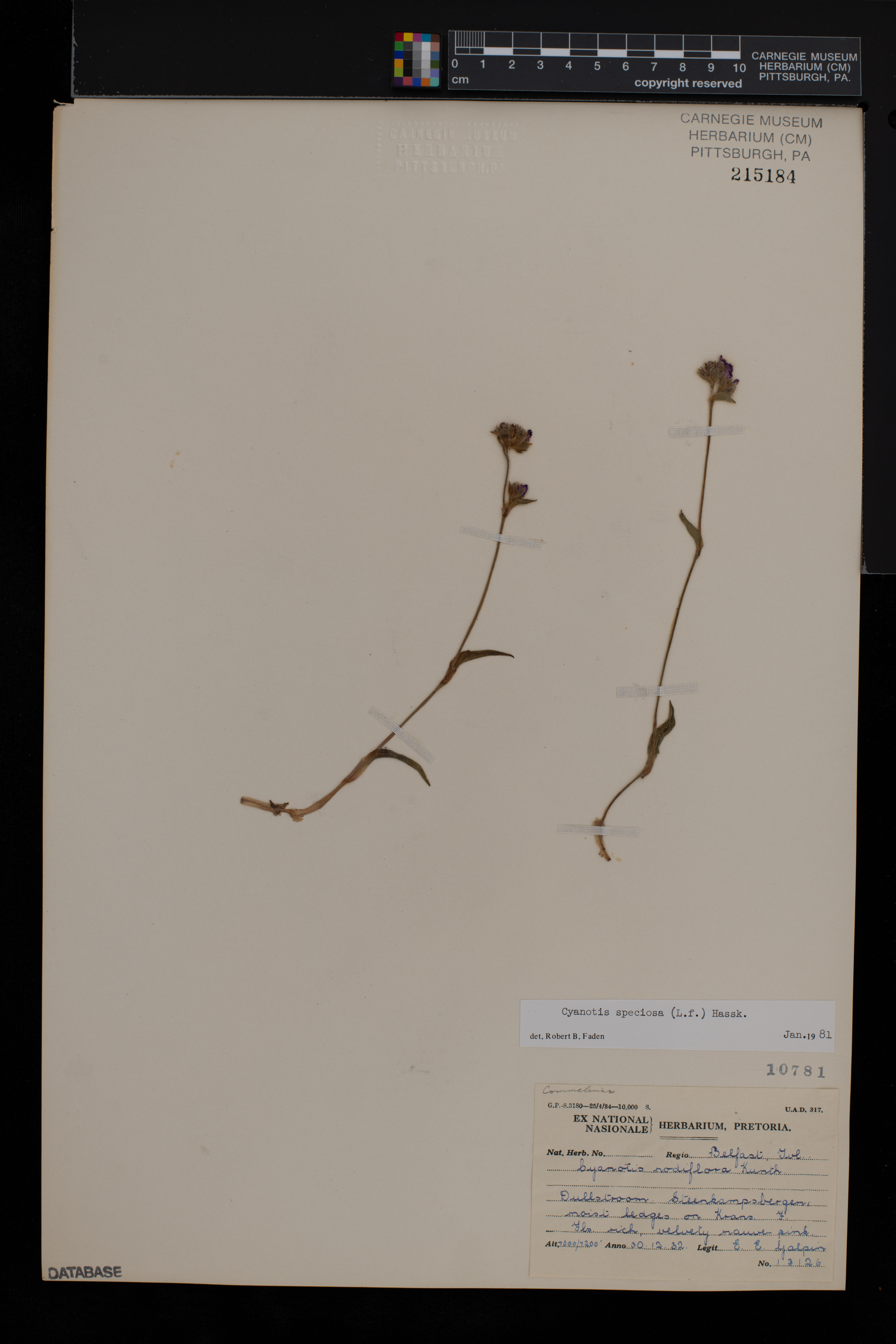 Cyanotis speciosa image