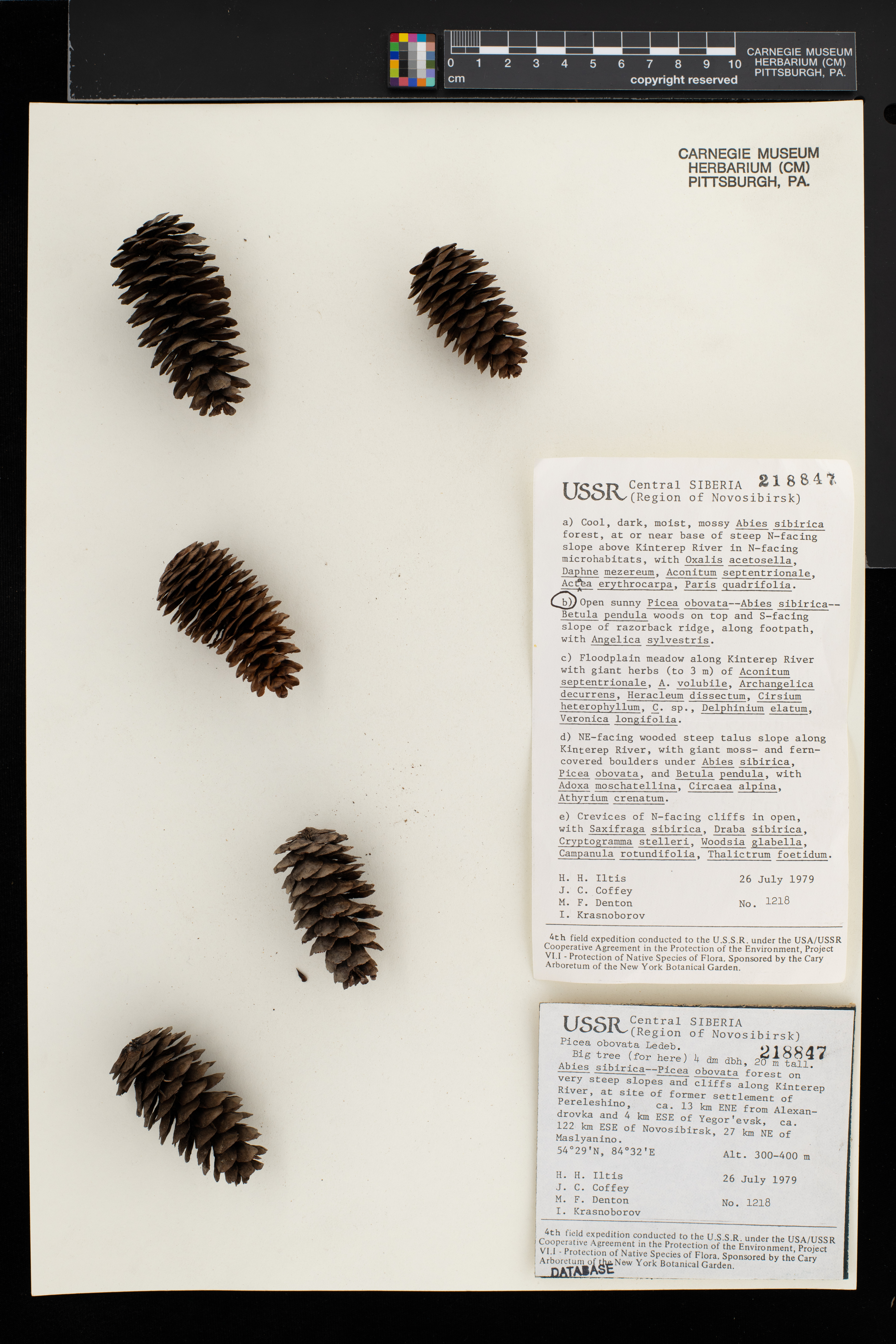 Picea obovata image