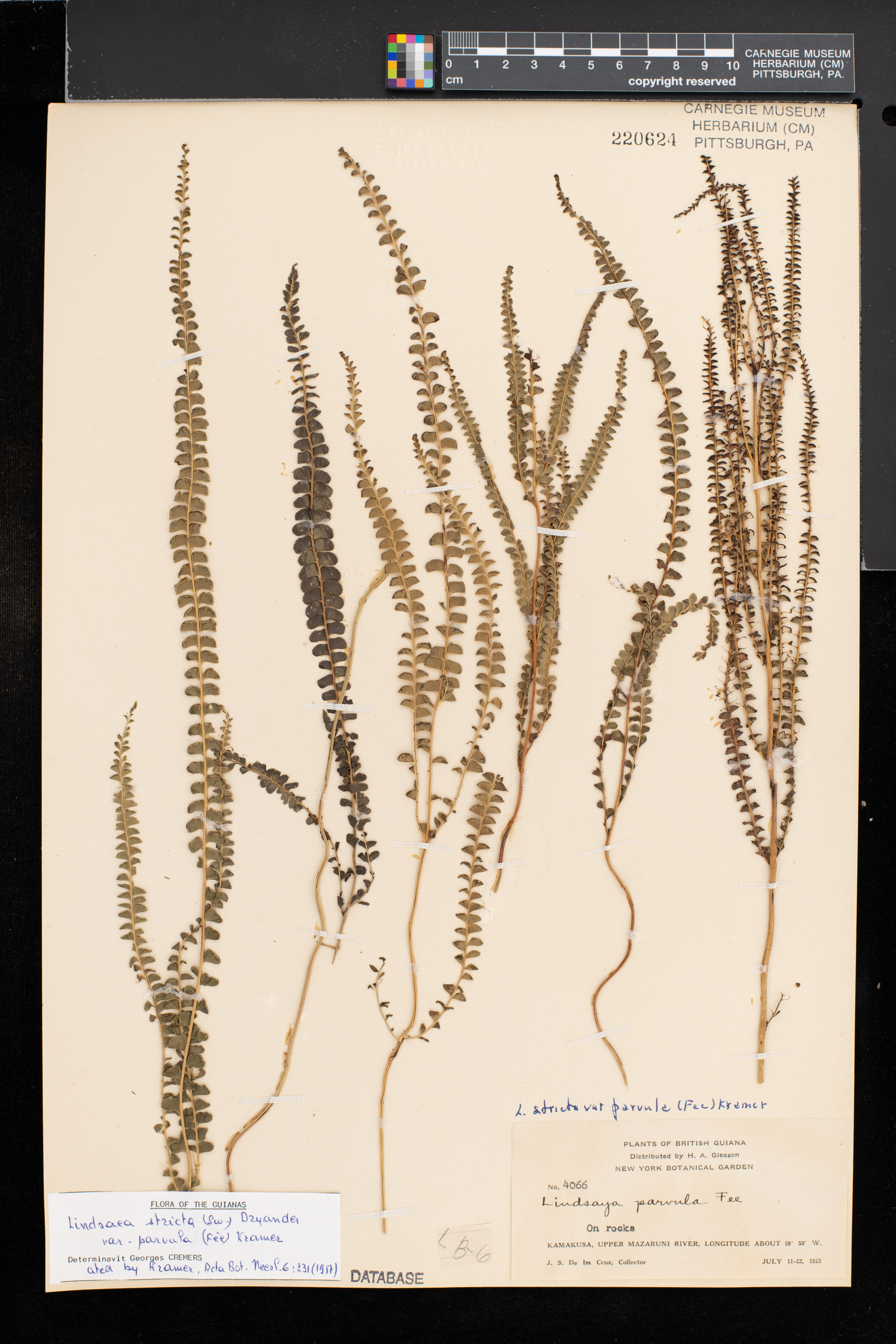 Lindsaea stricta image