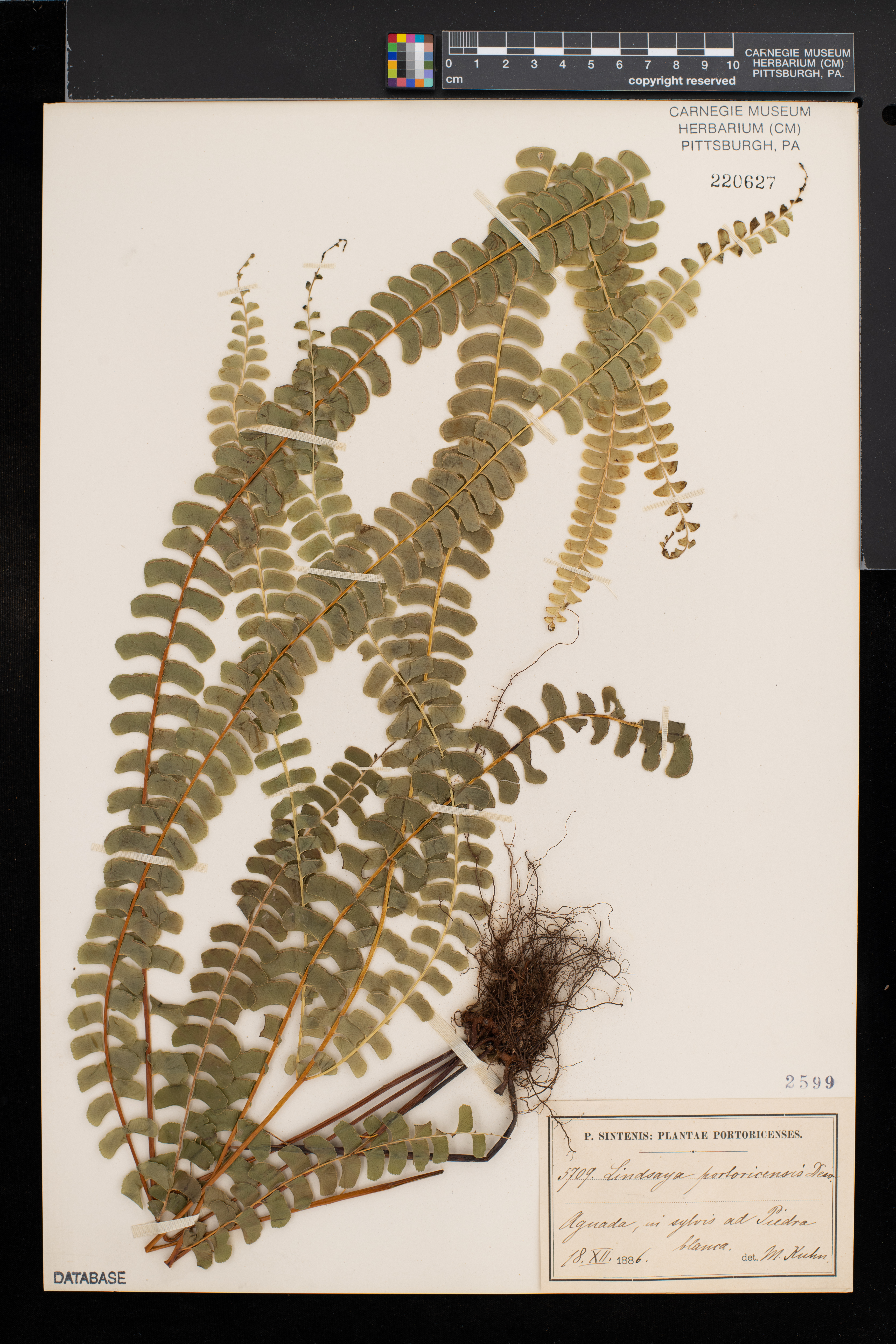 Lindsaea portoricensis image
