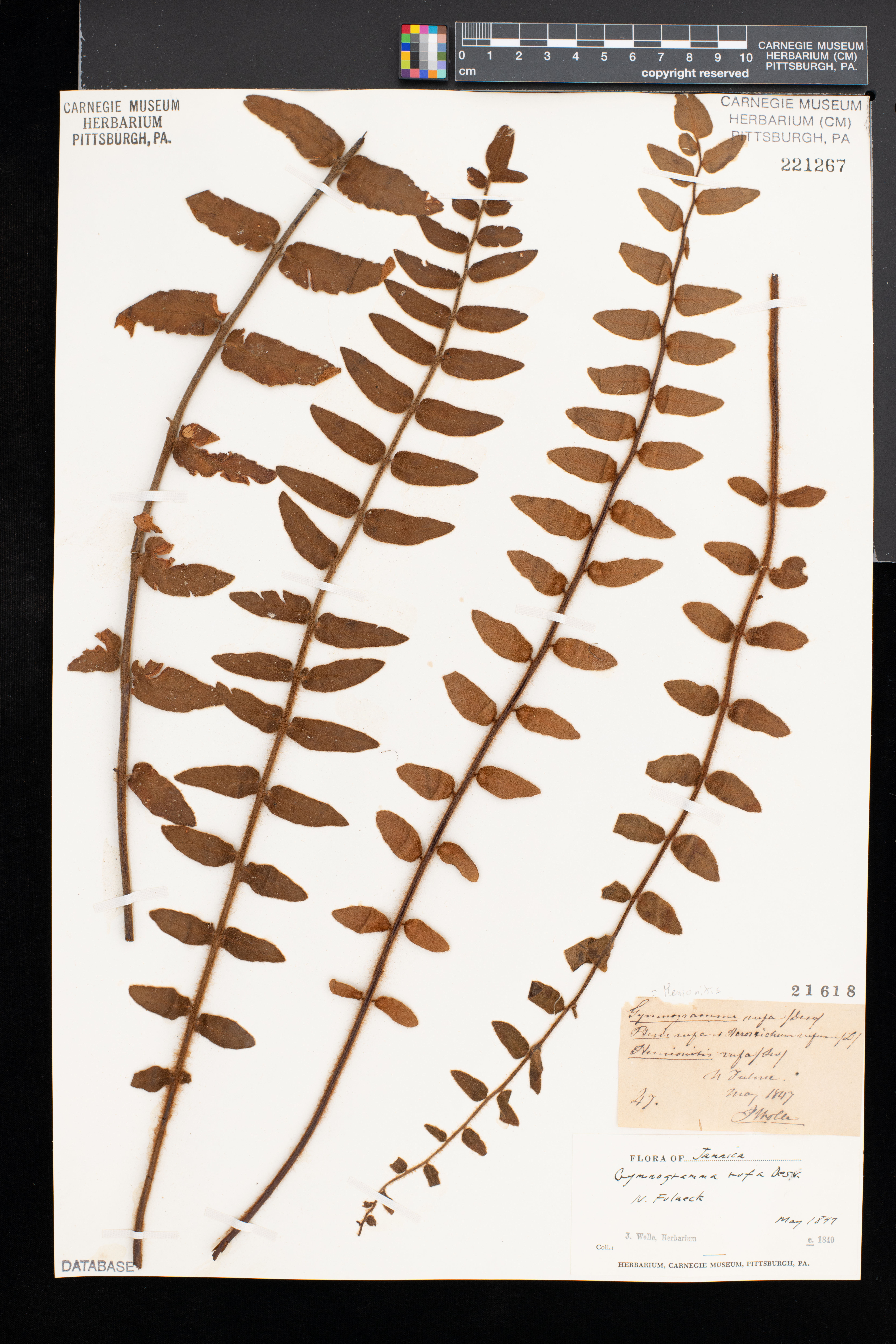 Hemionitis rufa image