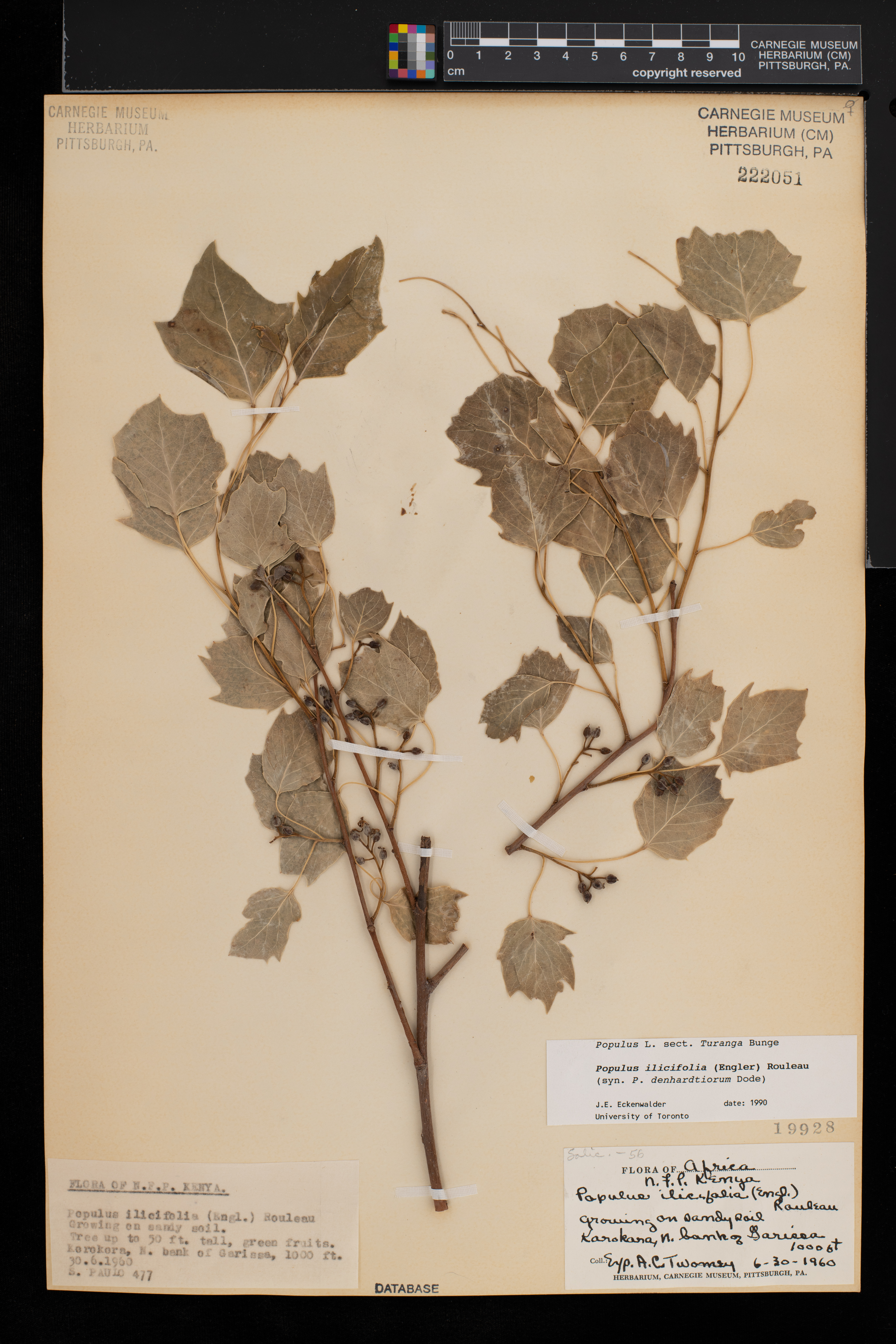 Populus ilicifolia image