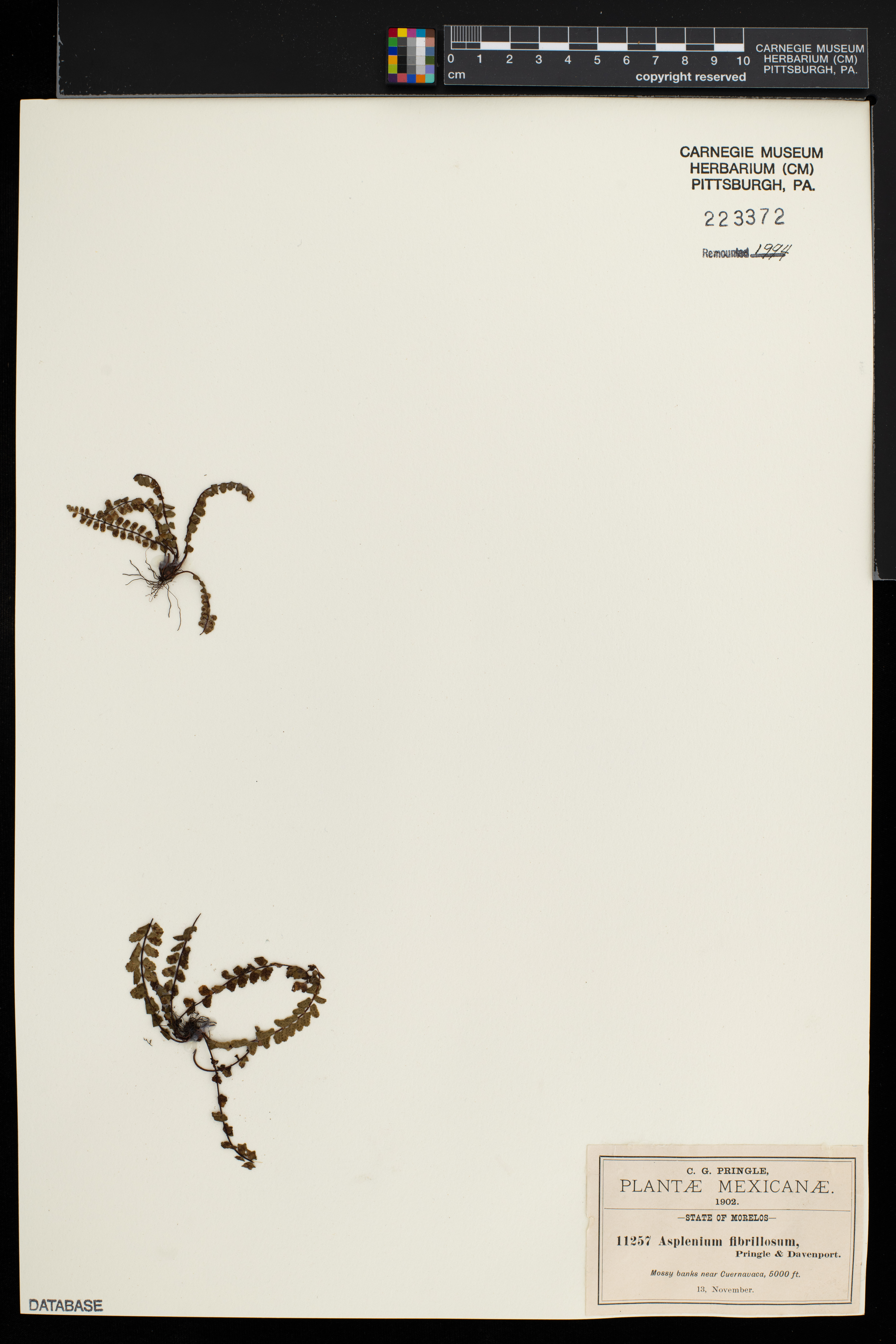 Asplenium fibrillosum image