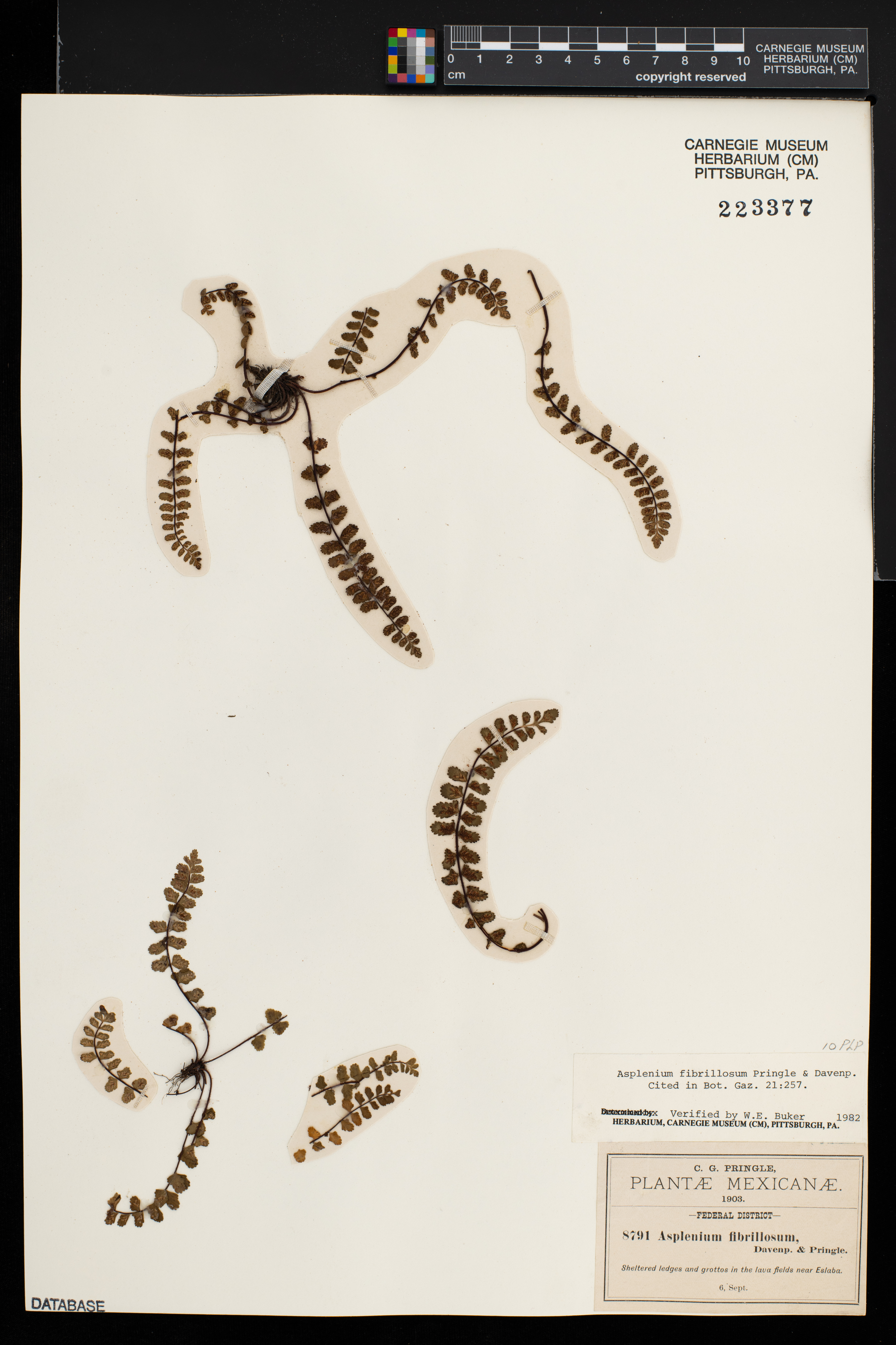 Asplenium fibrillosum image