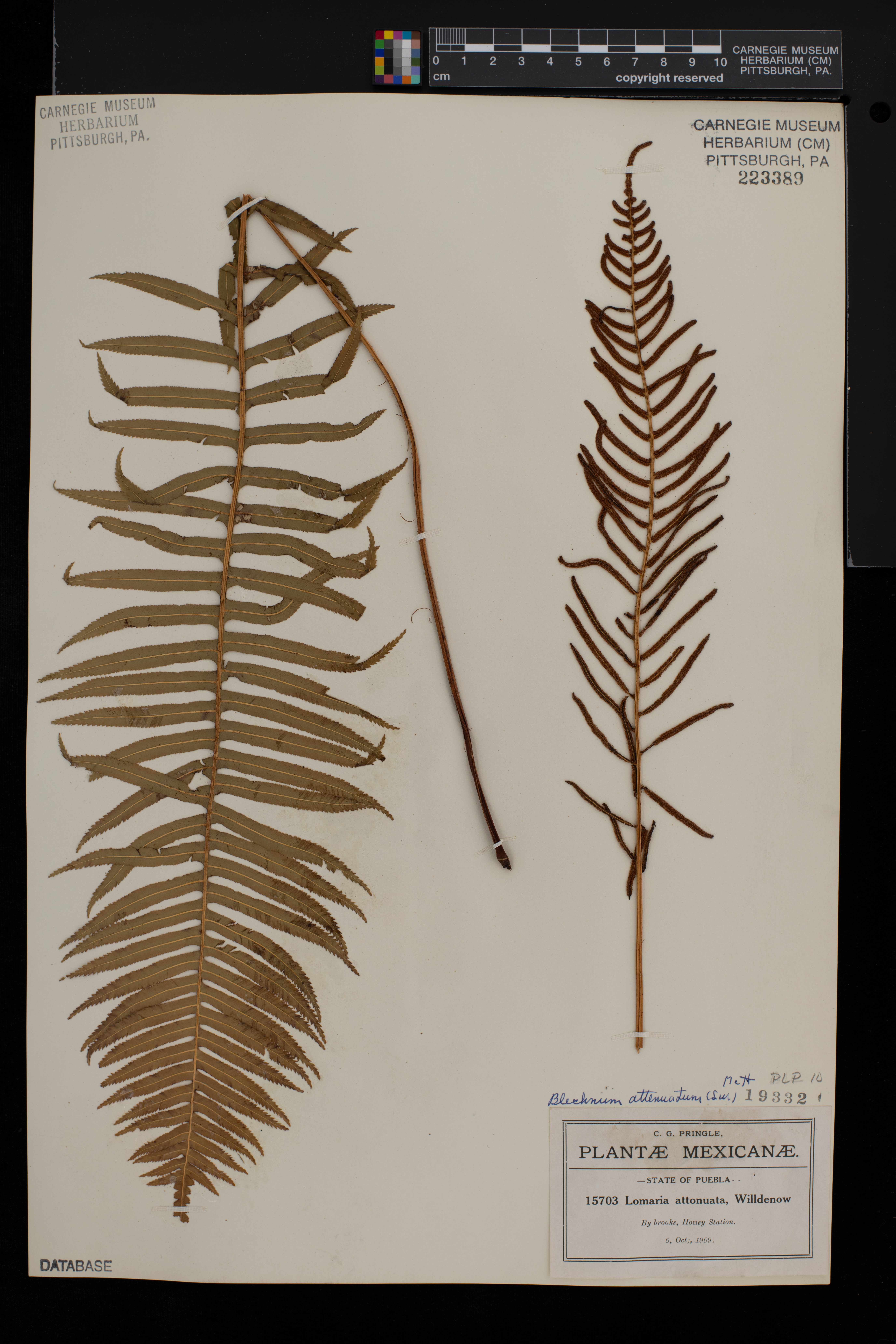 Blechnum attenuatum image