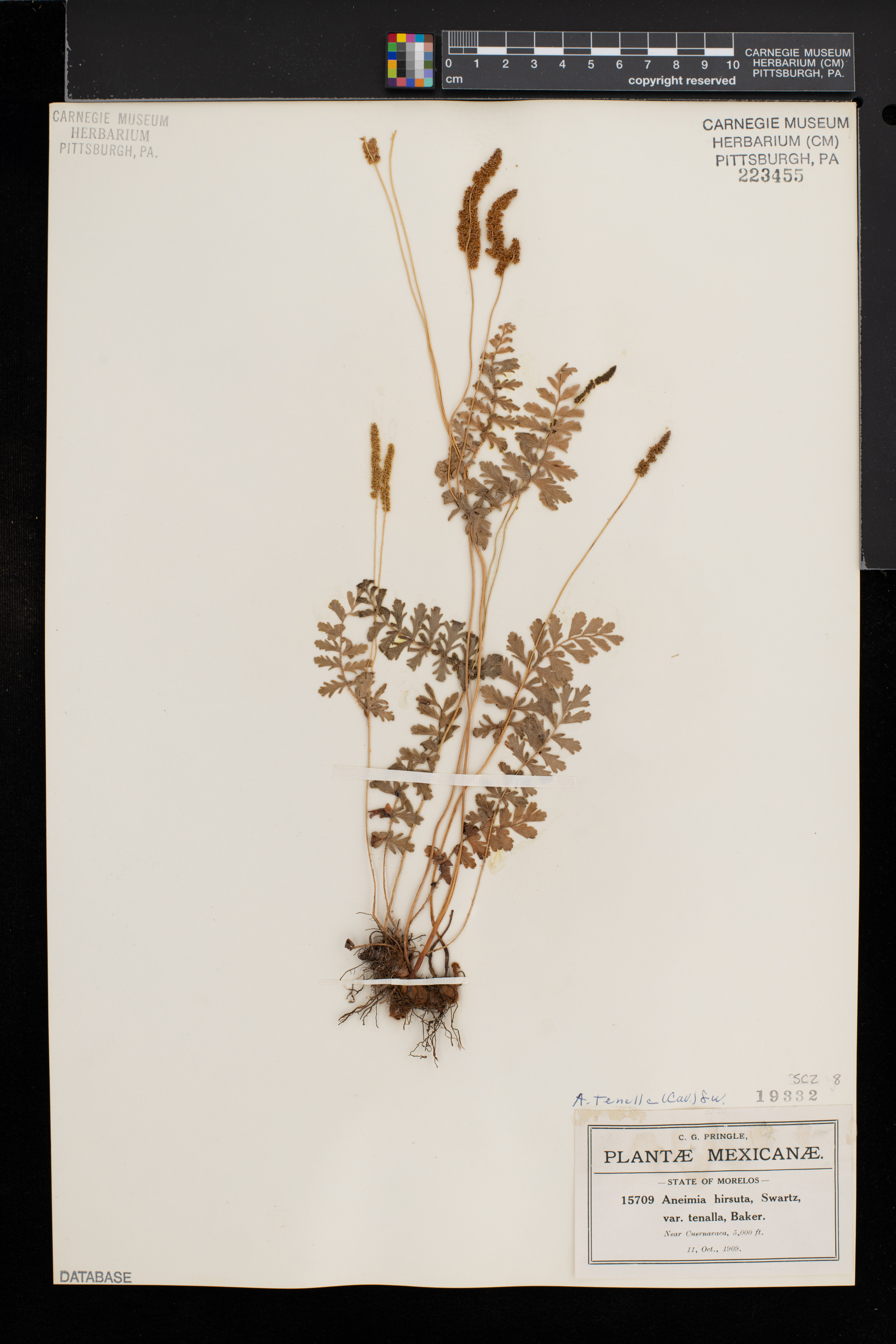 Anemia hirsuta image