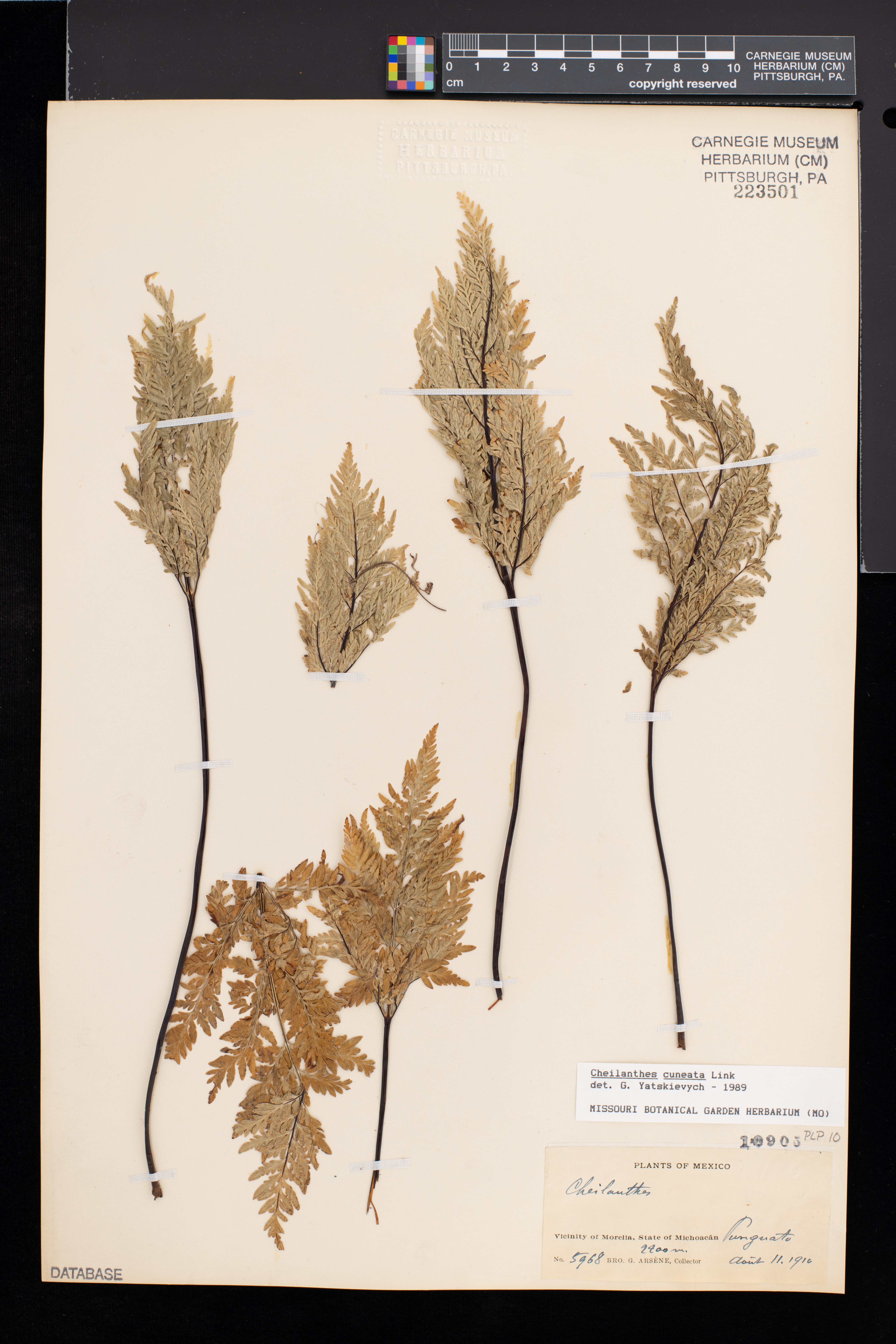 Gaga cuneata image