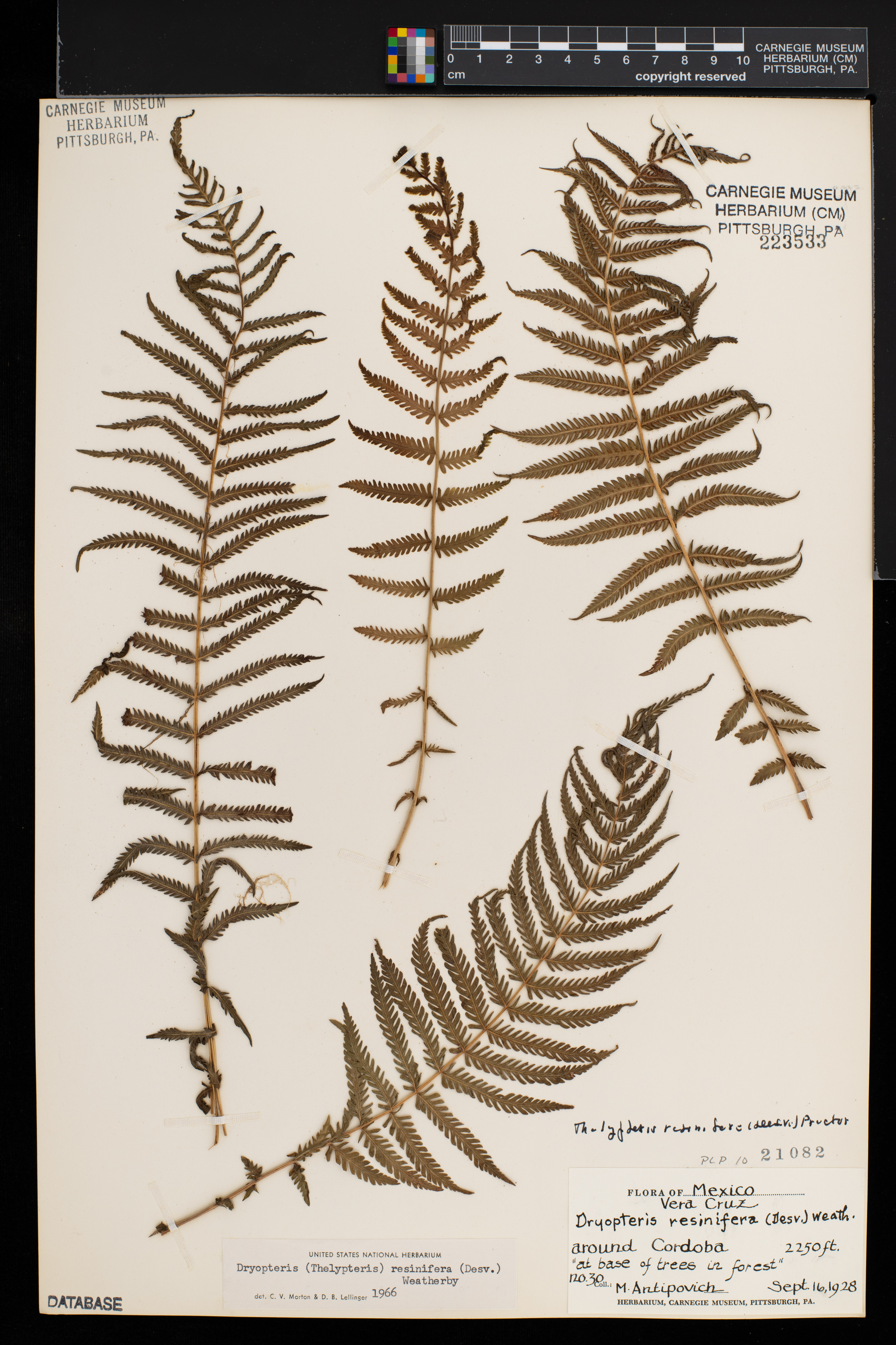Thelypteris resinifera image