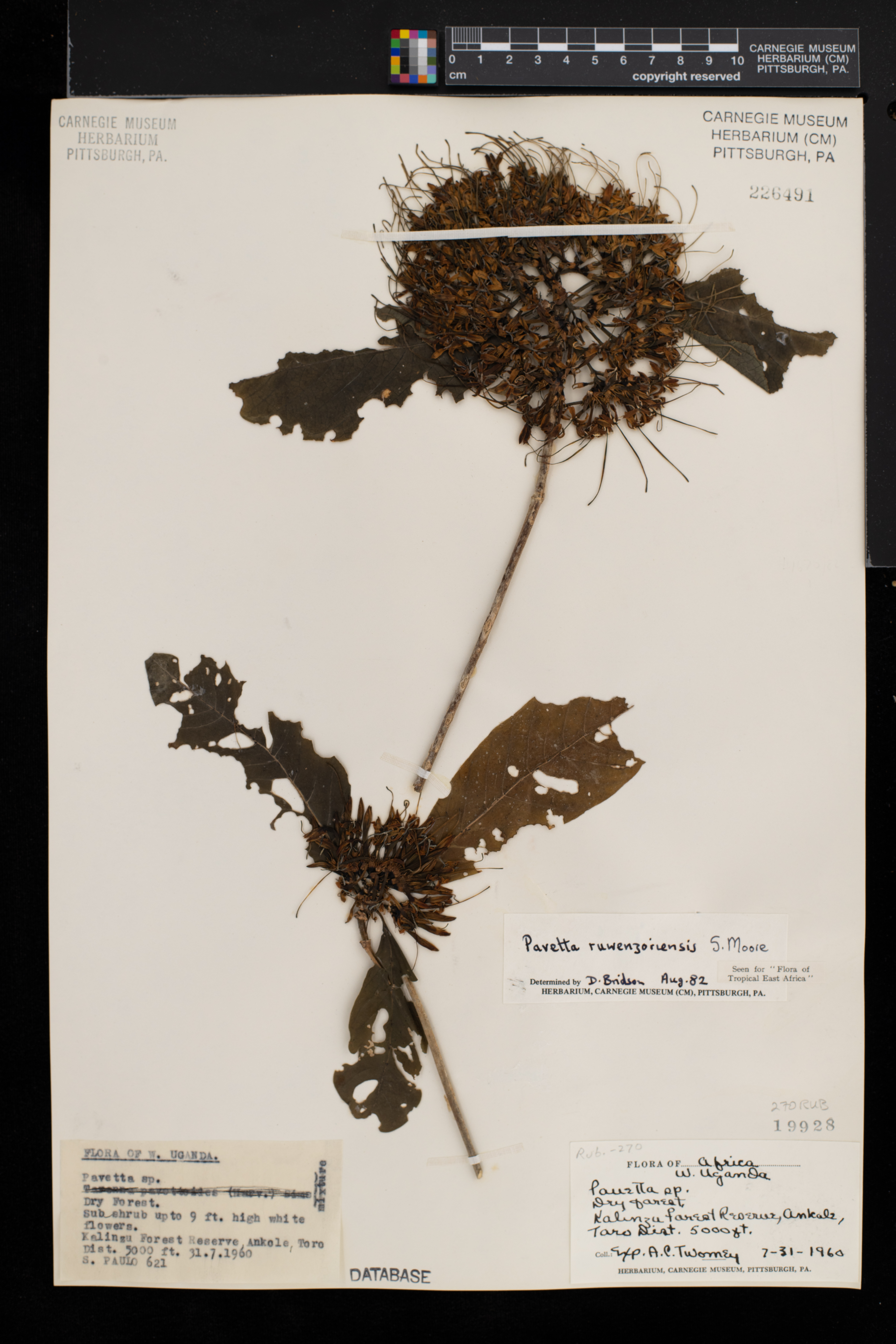 Pavetta ruwenzoriensis image