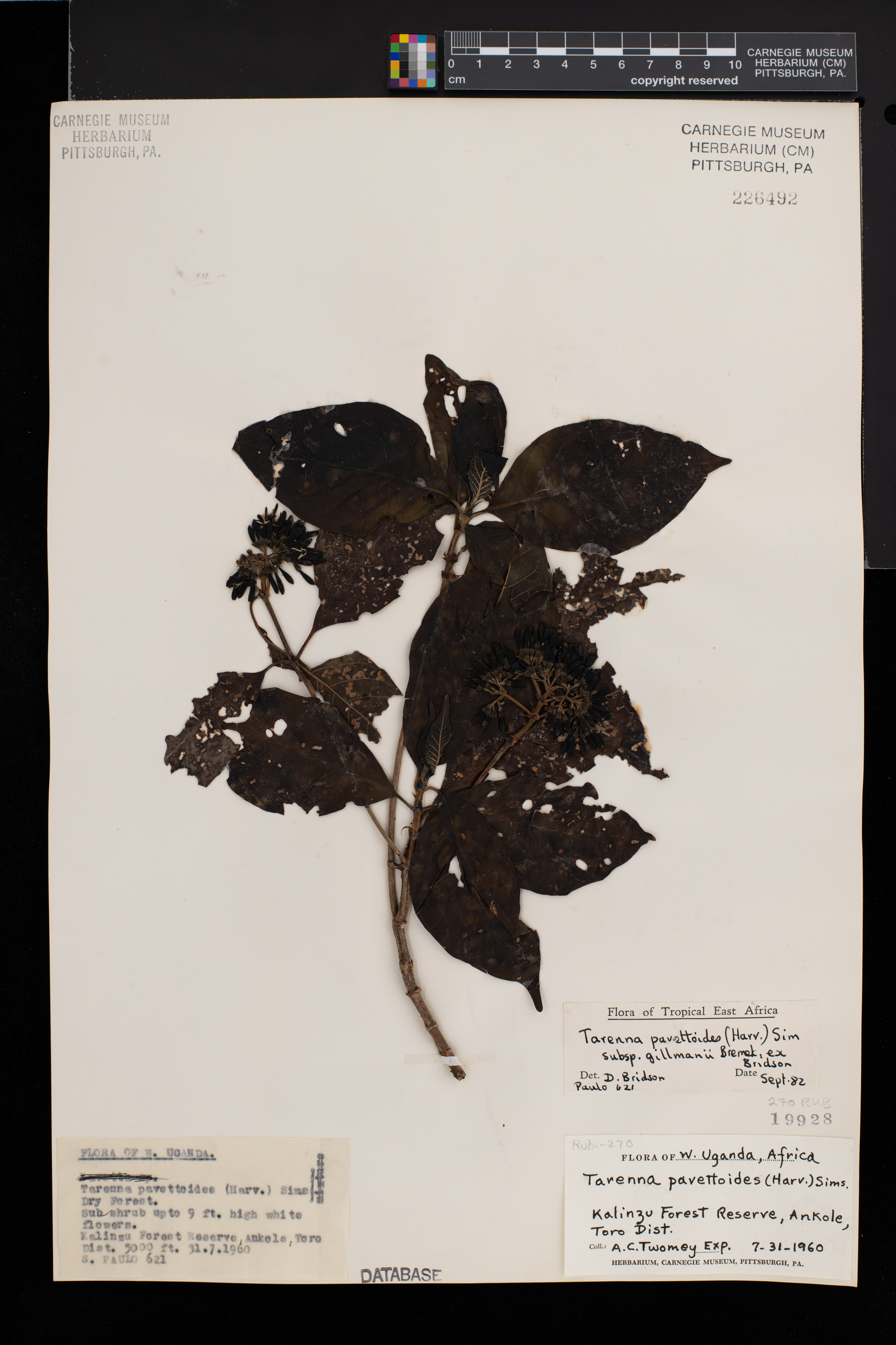 Tarenna pavettoides subsp. gillmanii image