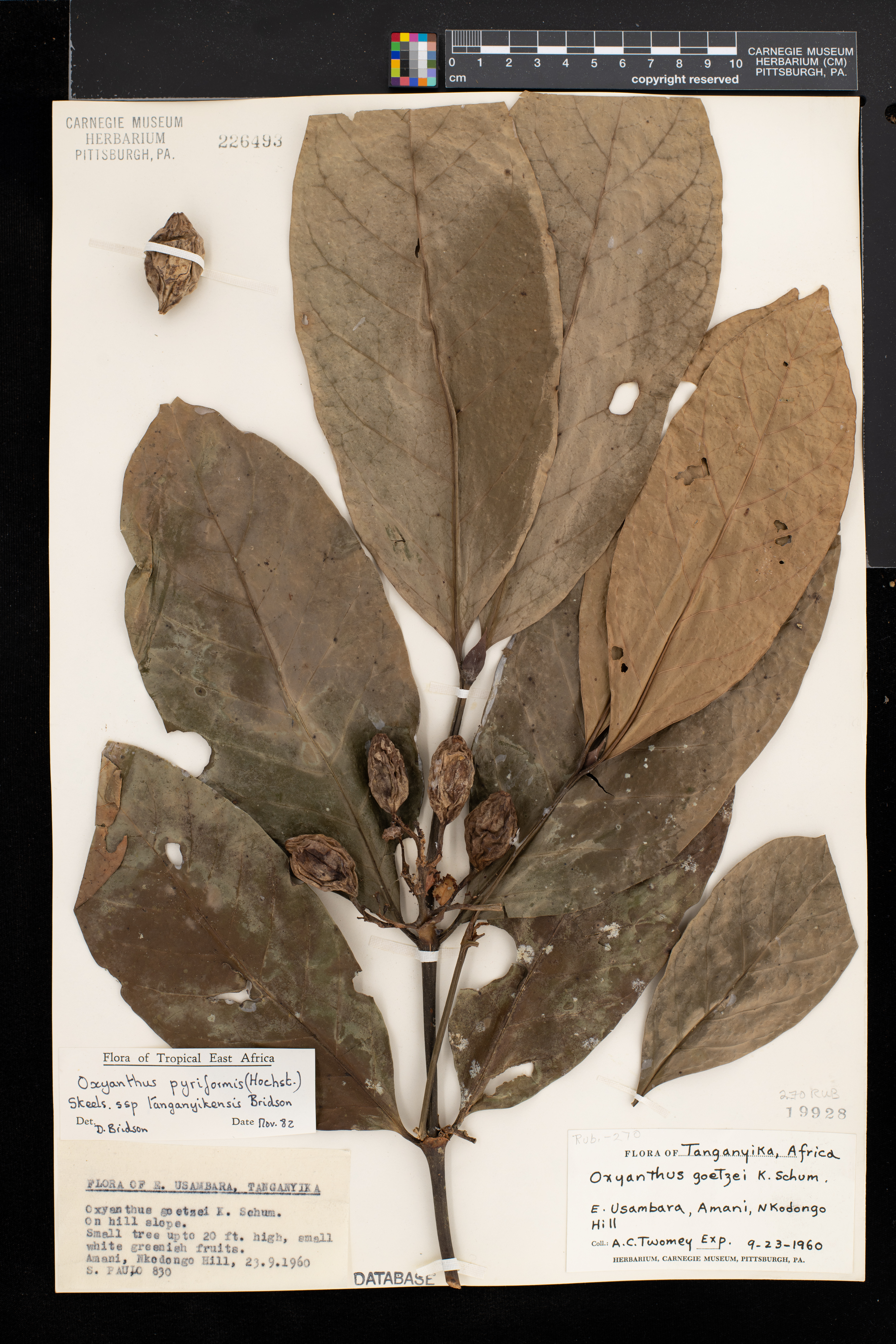 Oxyanthus pyriformis image