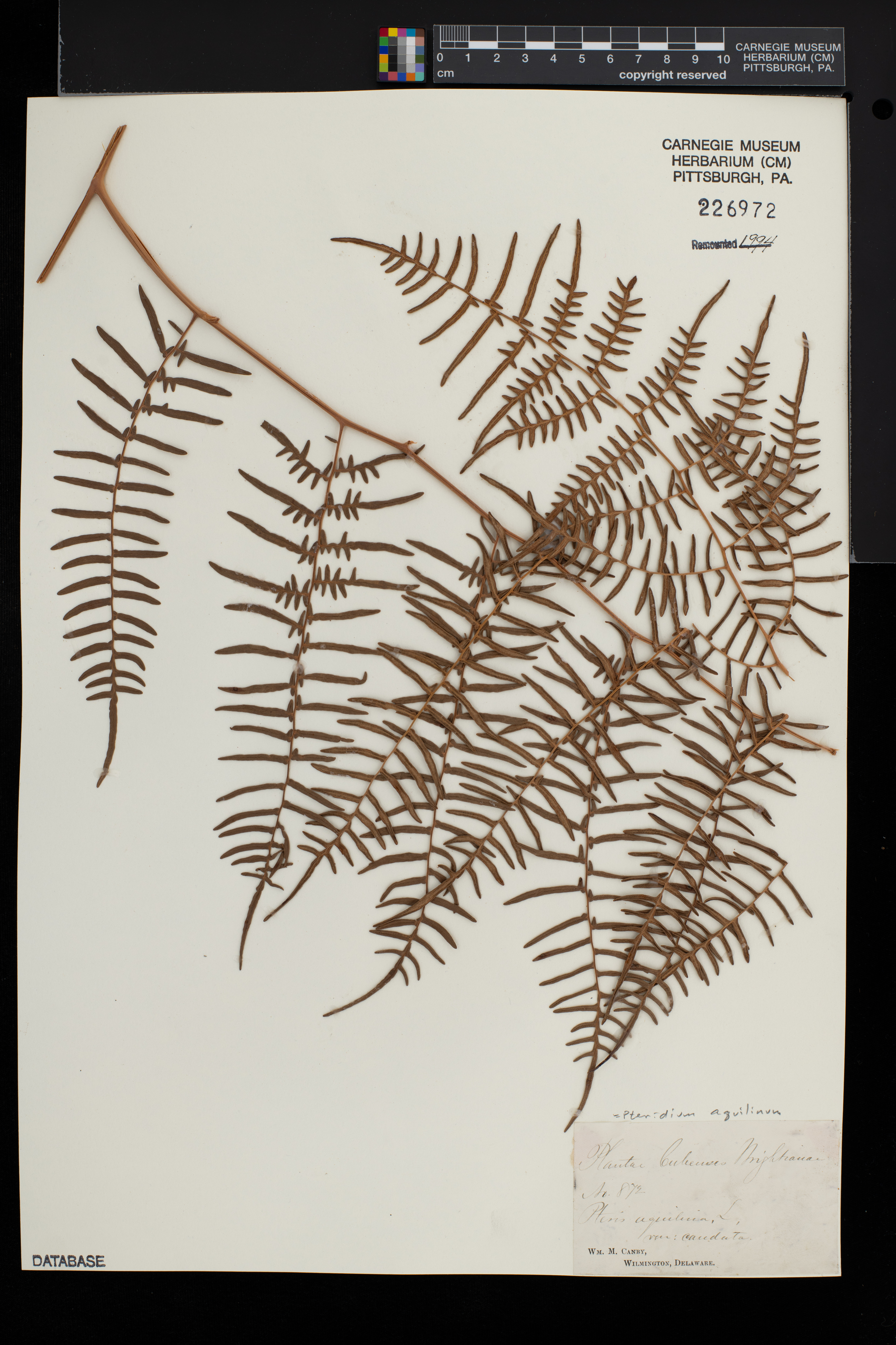 Pteridium aquilinum var. caudatum image