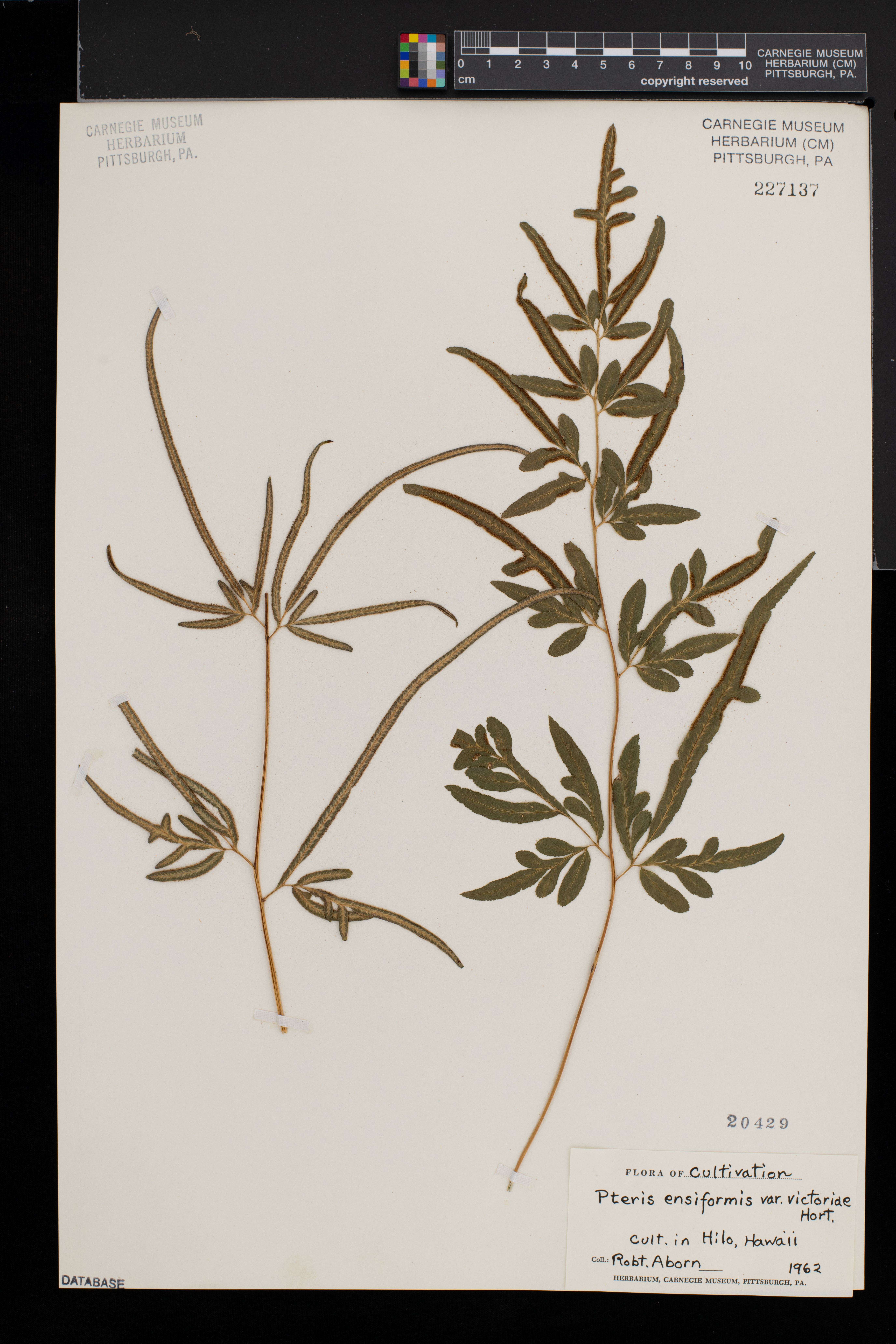 Pteris ensiformis var. victoriae image