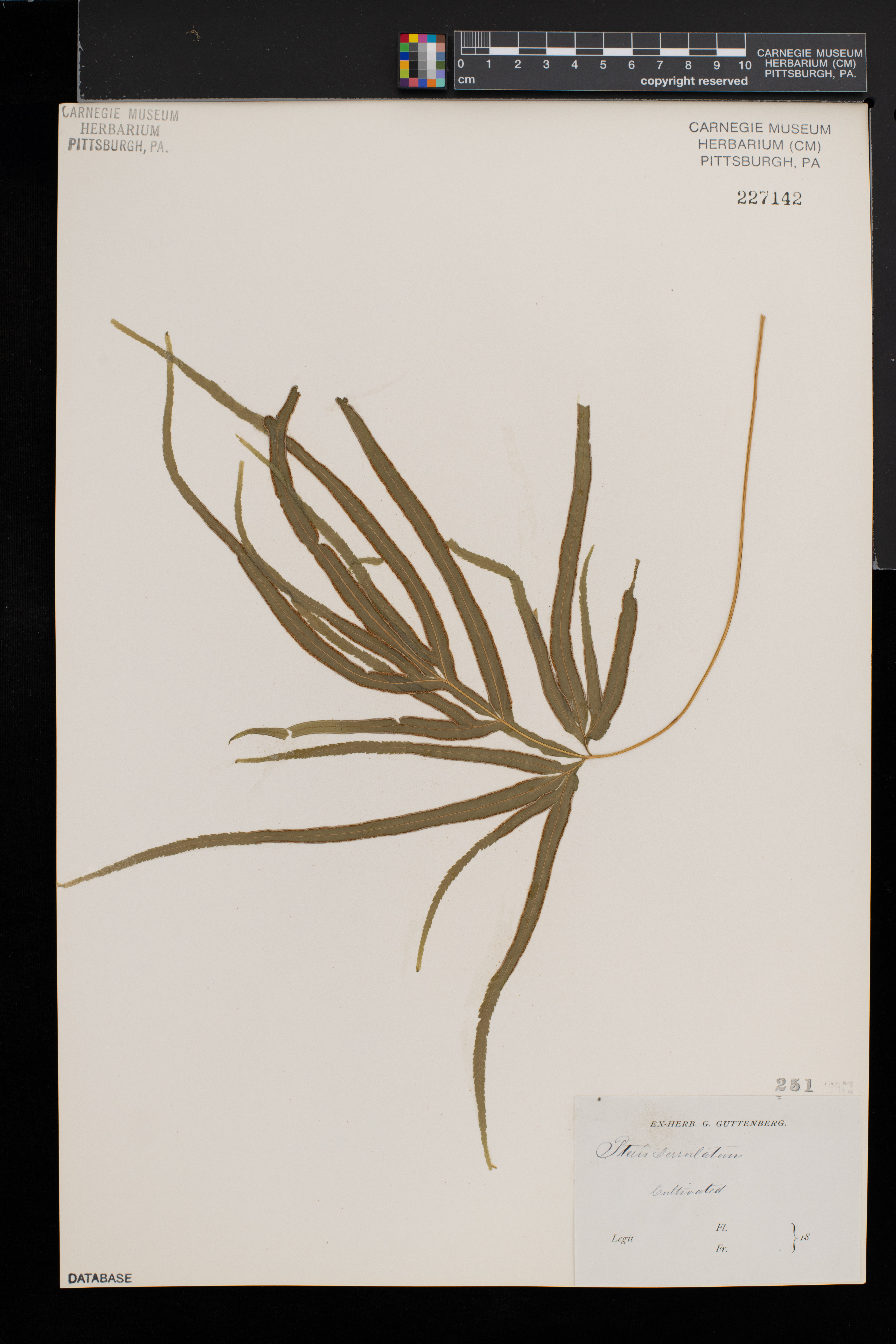 Pteris serrulata image
