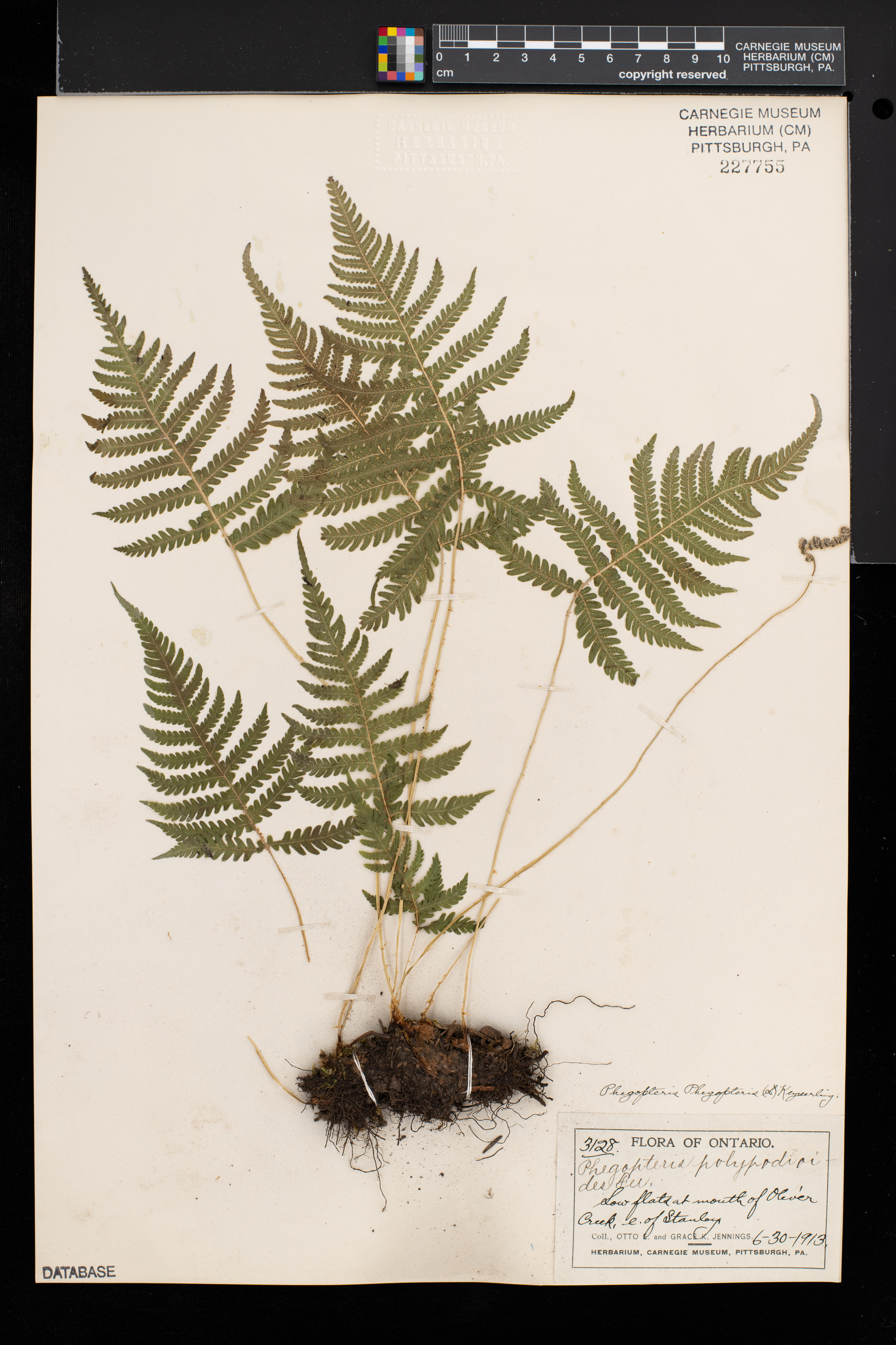 Phegopteris connectilis image