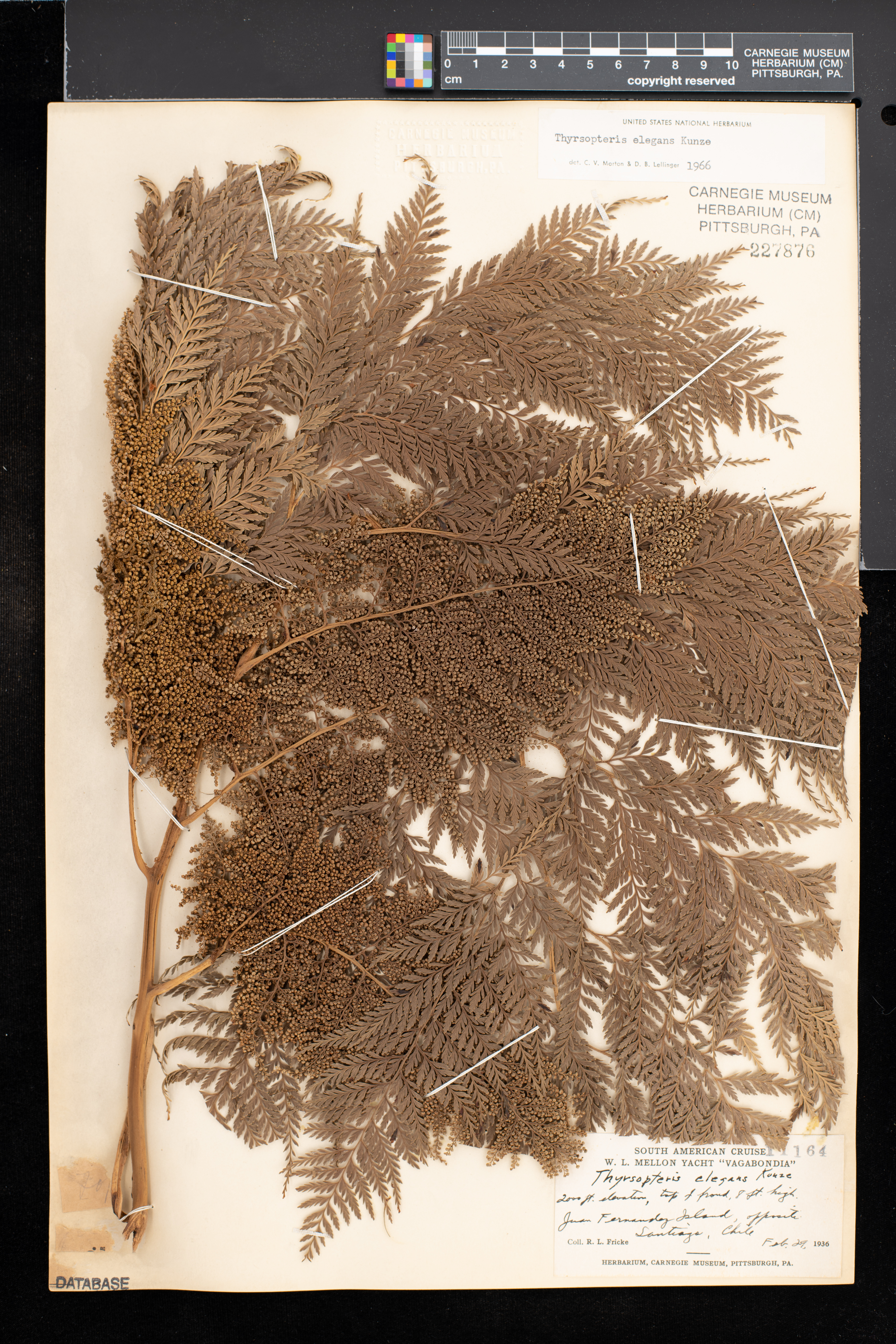 Thyrsopteridaceae image