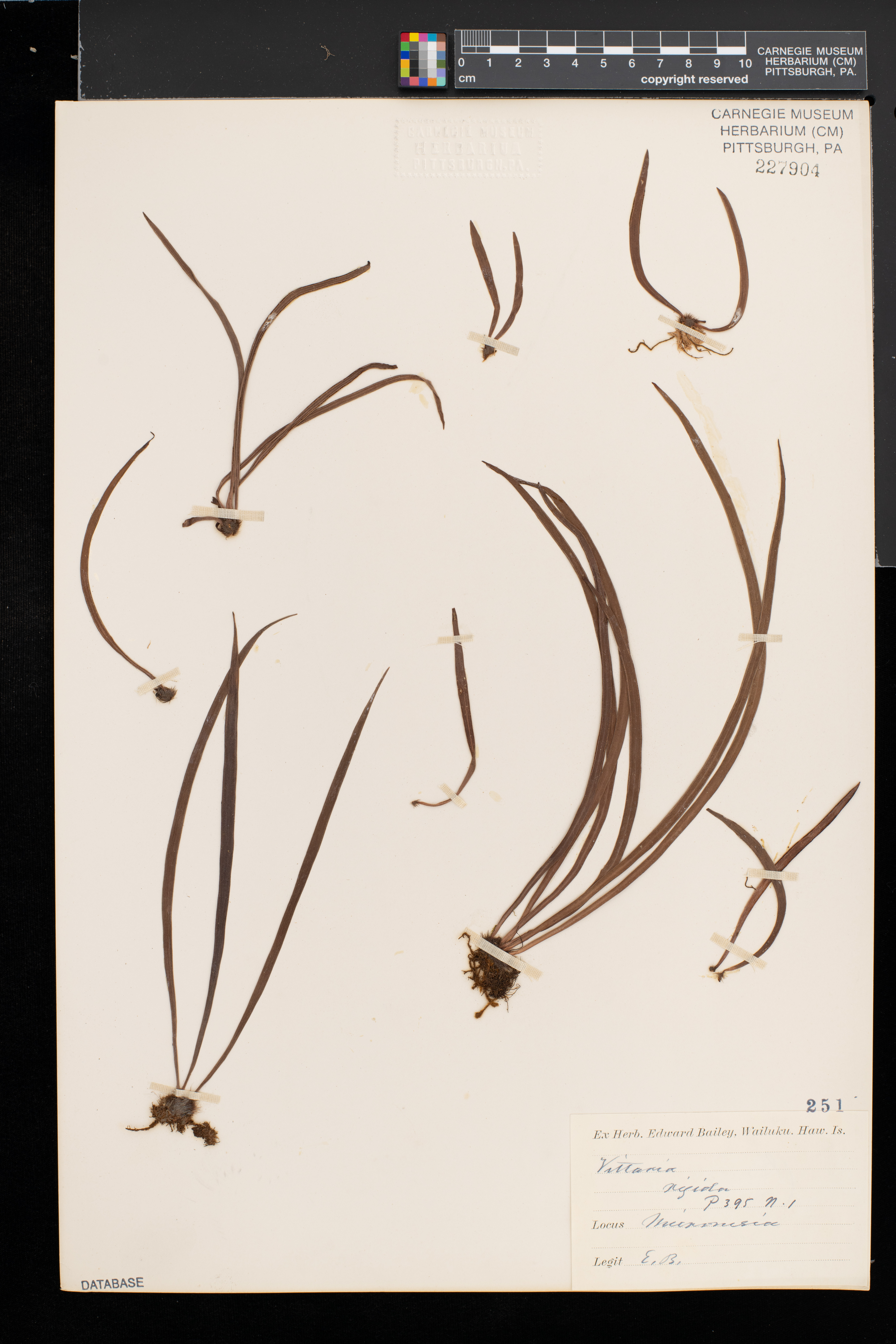Vittaria rigida image
