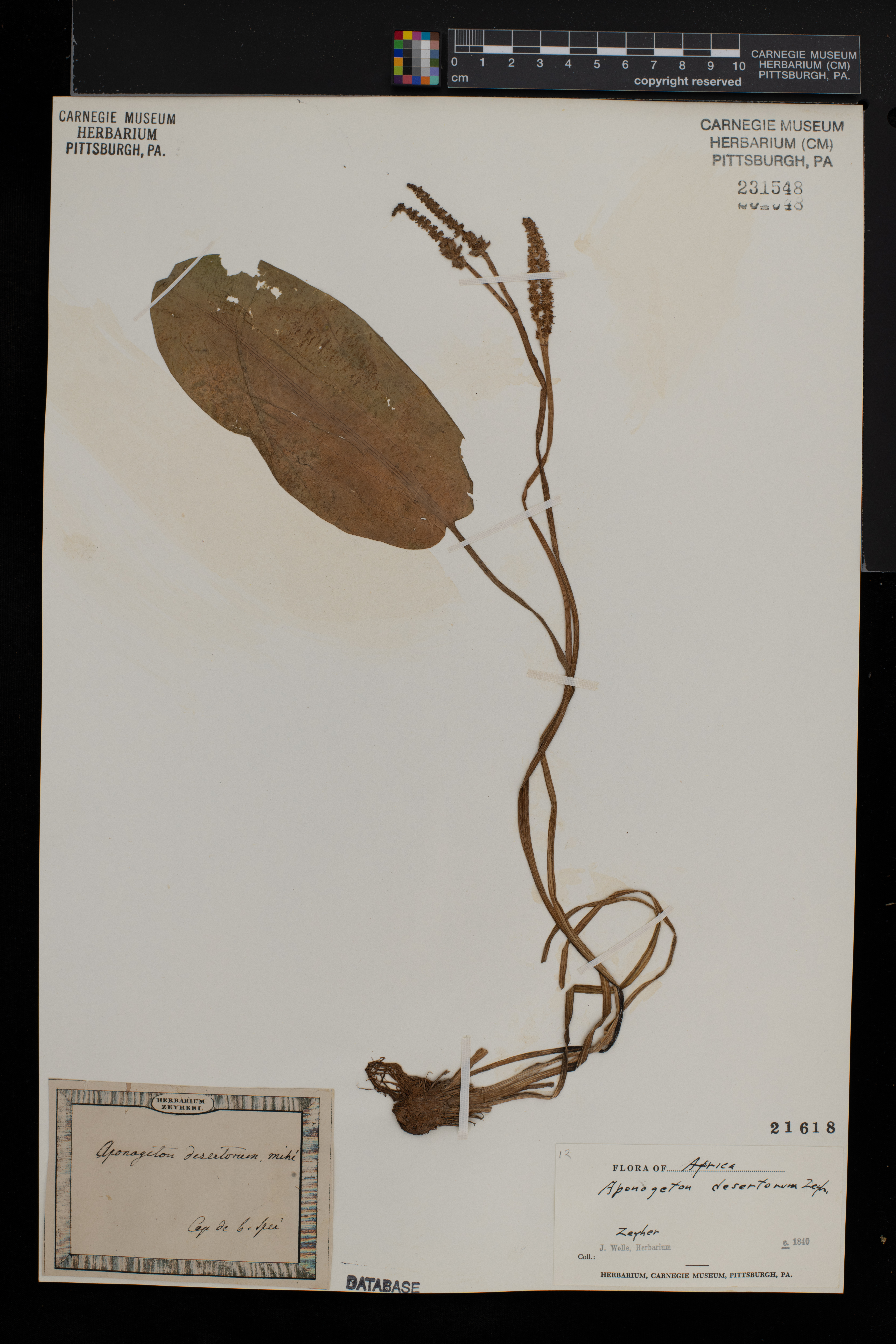 Aponogeton desertorum image