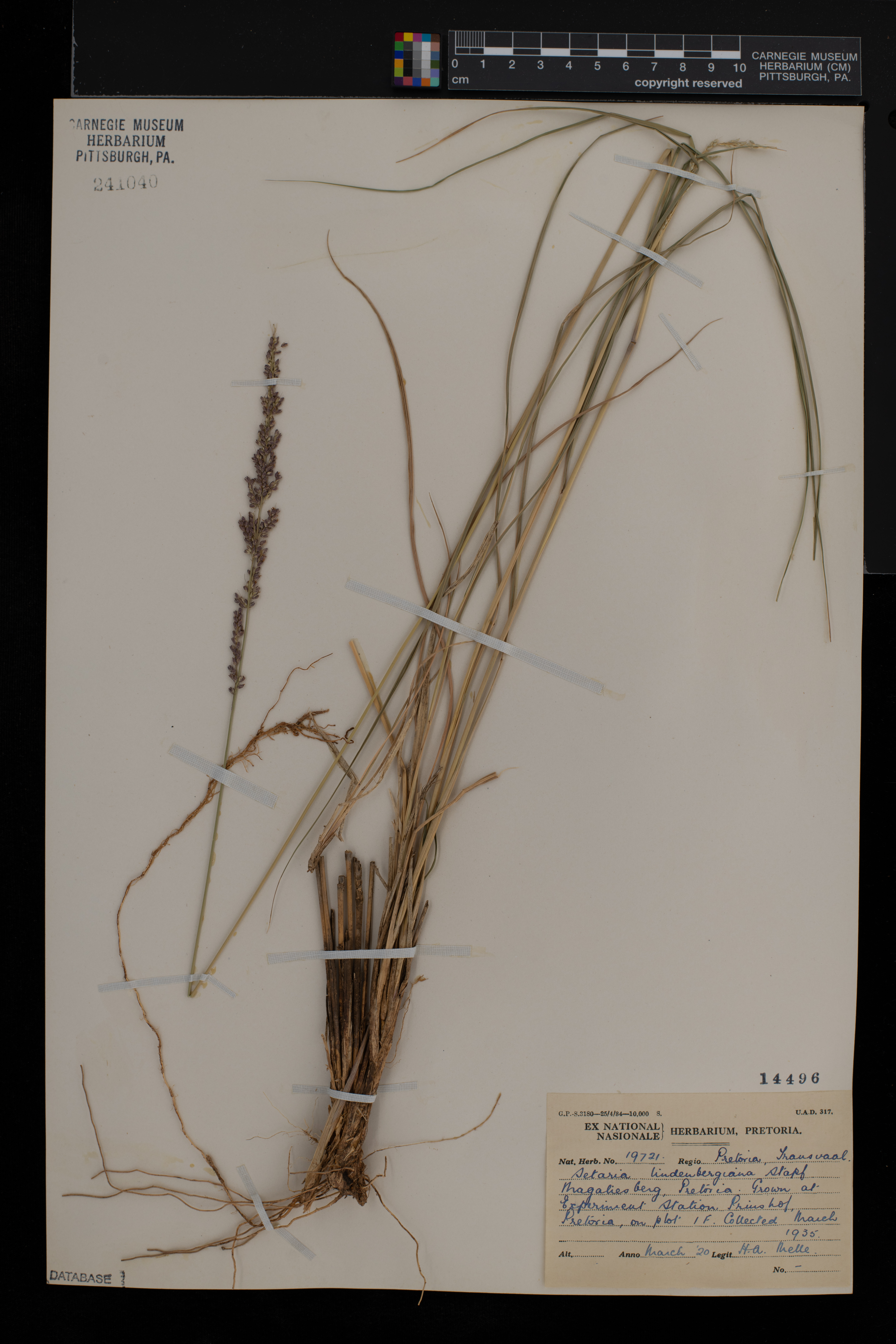 Setaria lindenbergiana image