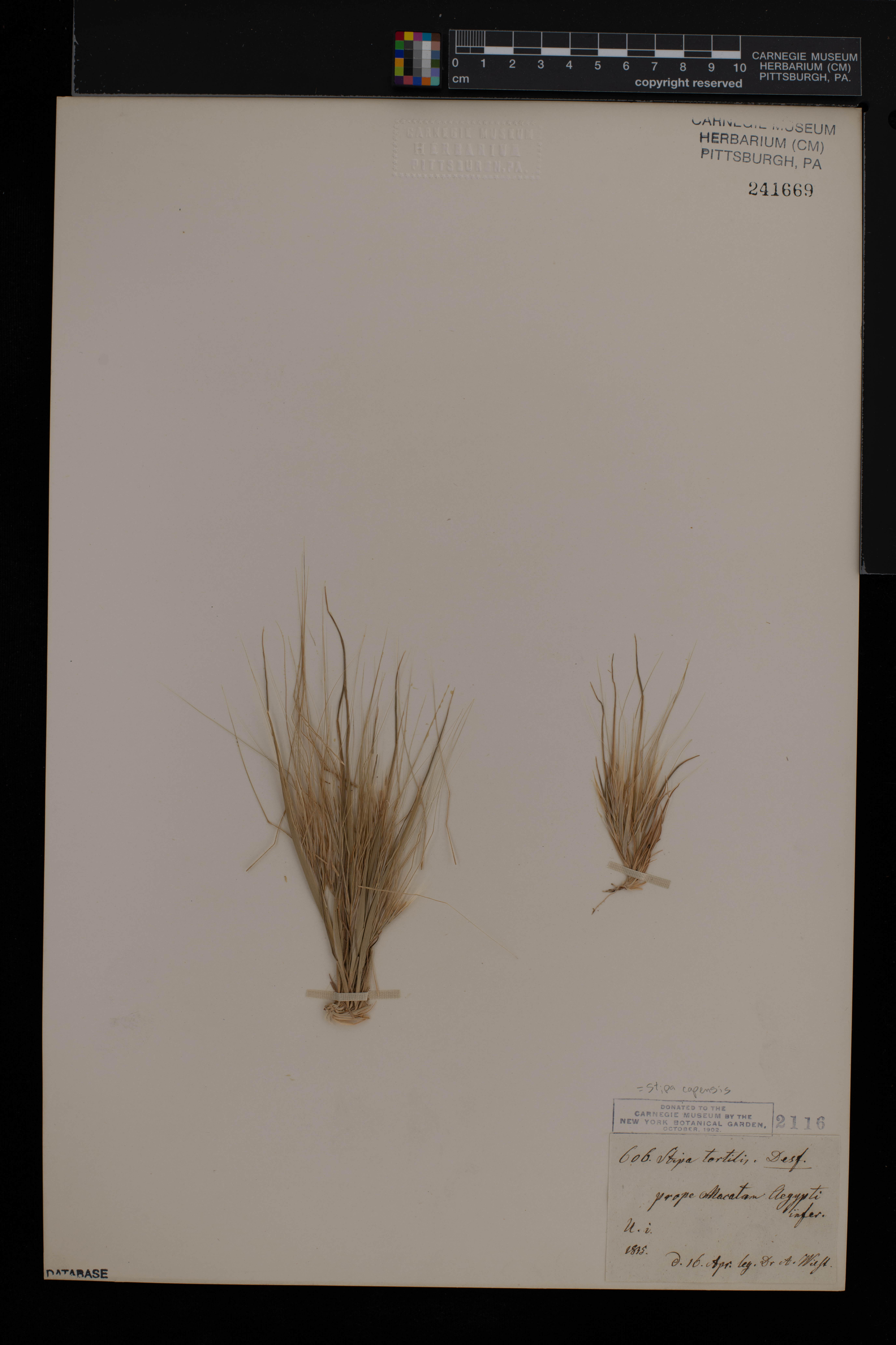 Stipellula capensis image