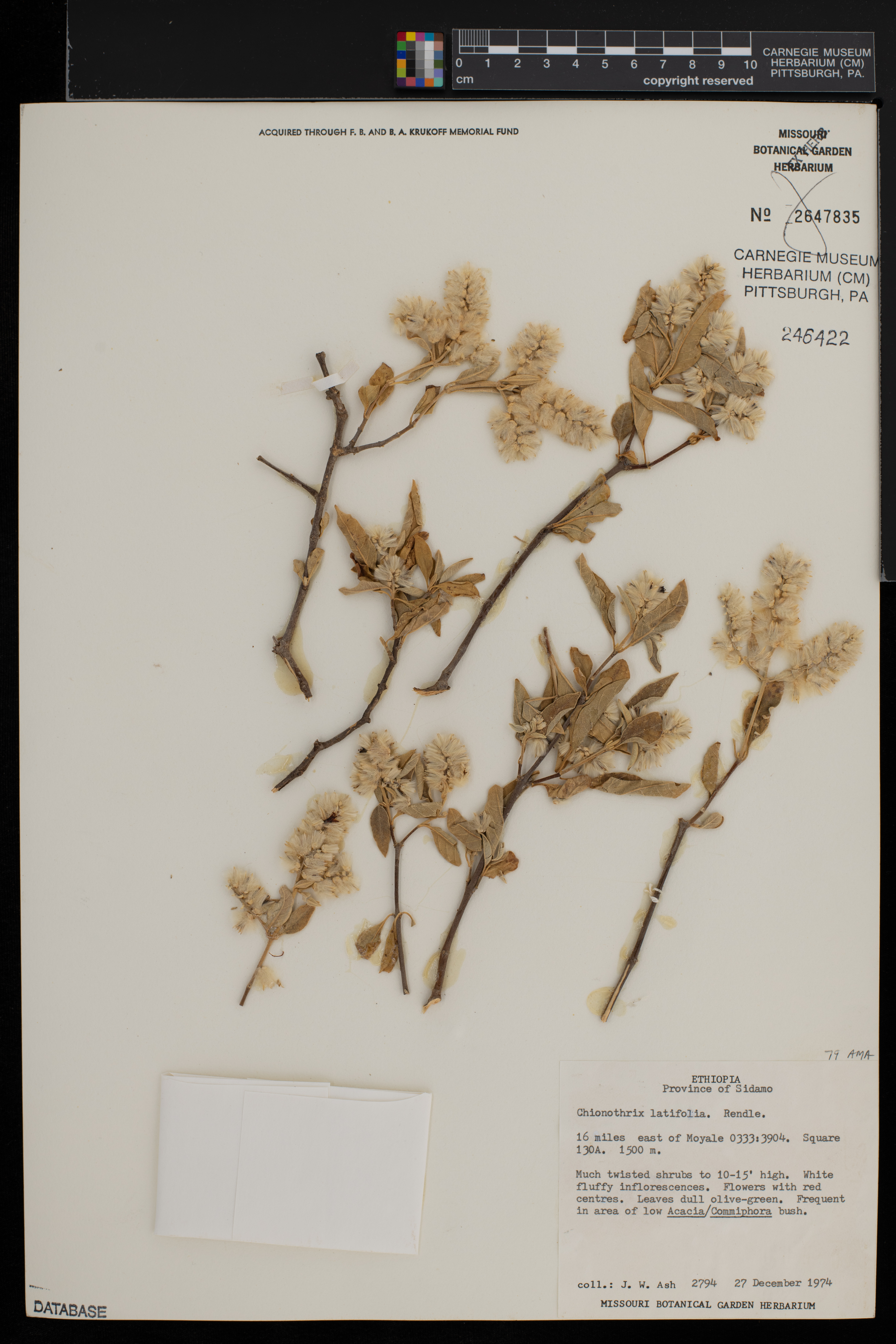 Chionothrix latifolia image
