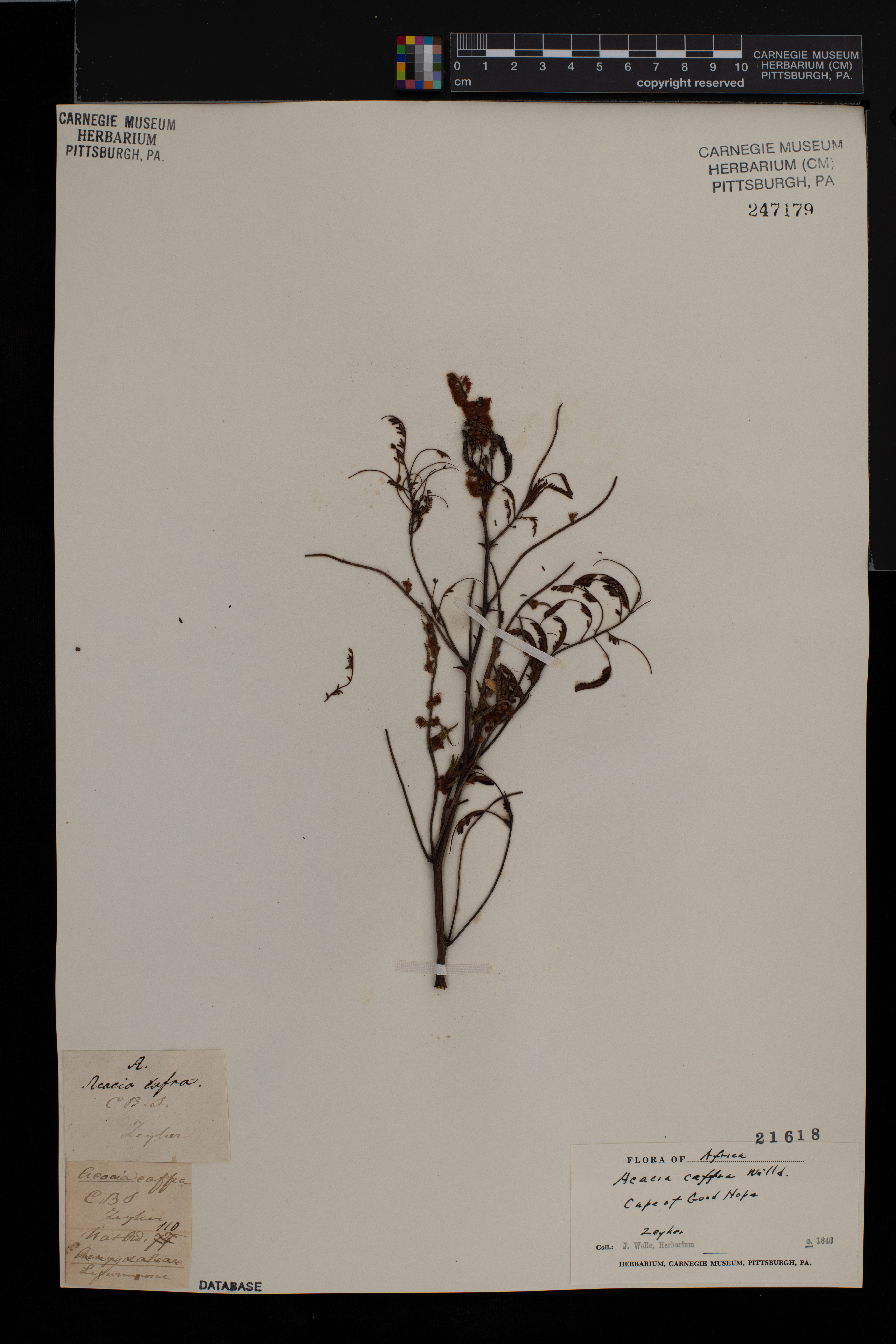 Acacia caffra image