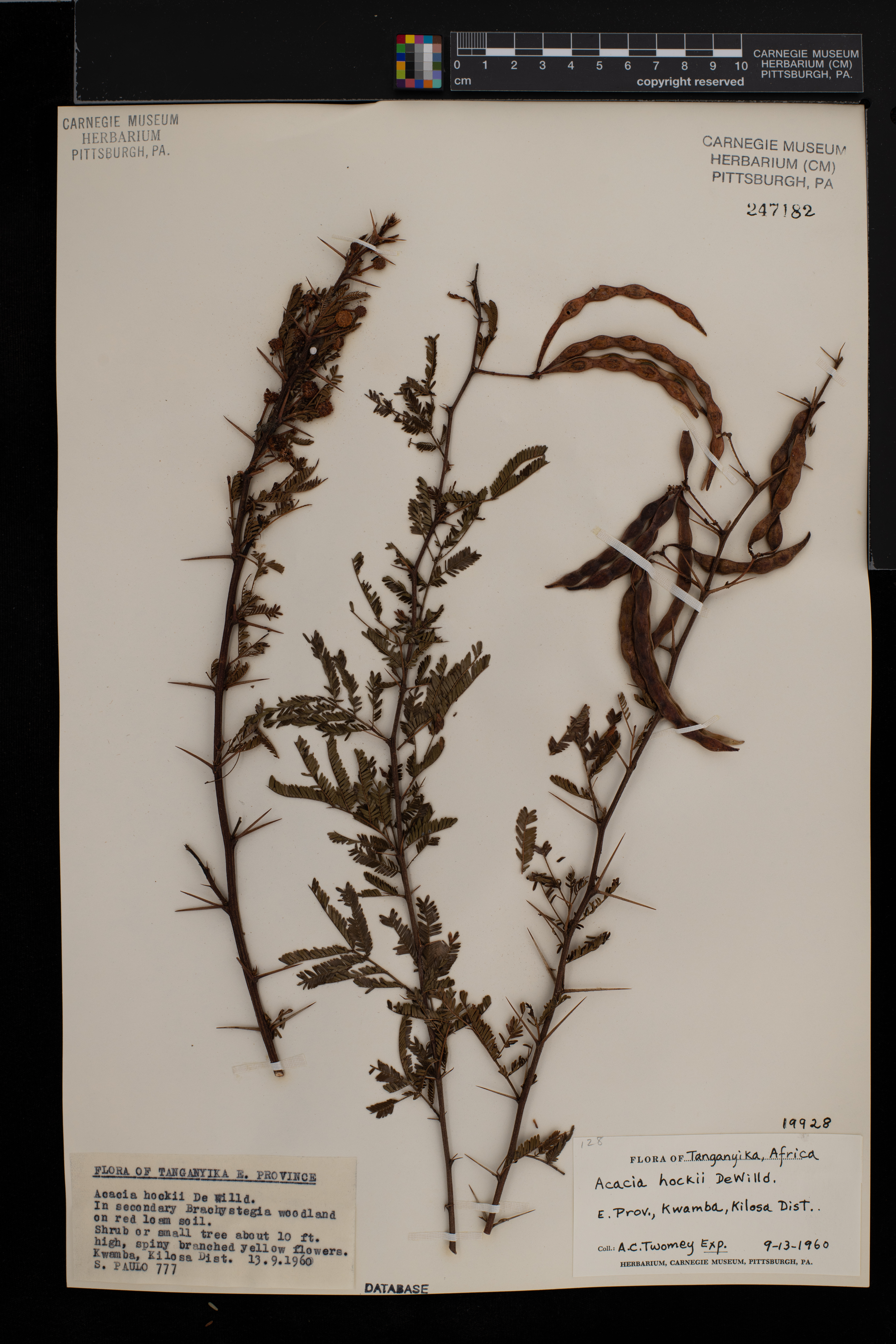 Acacia hockii image