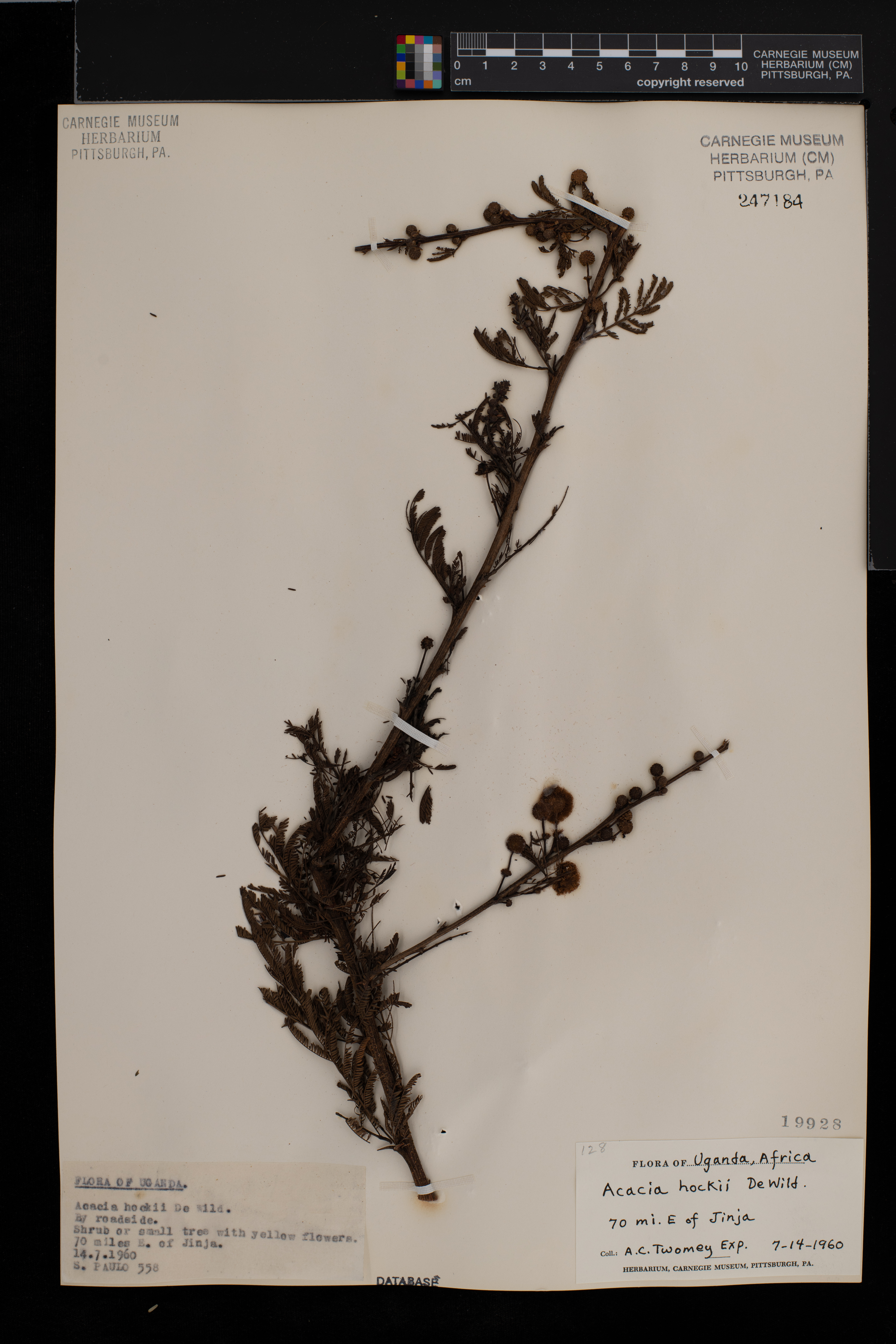 Acacia hockii image