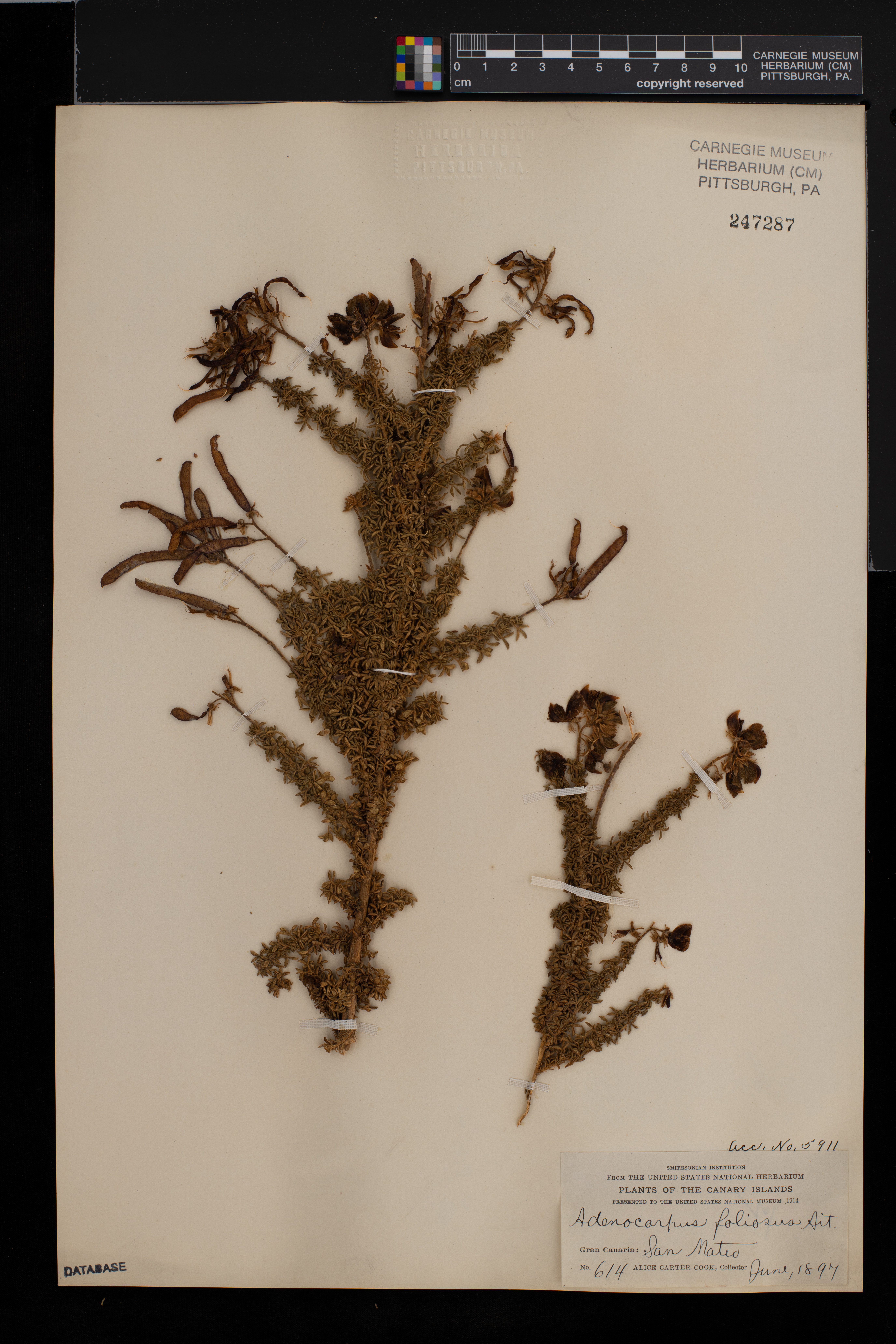 Adenocarpus foliolosus image