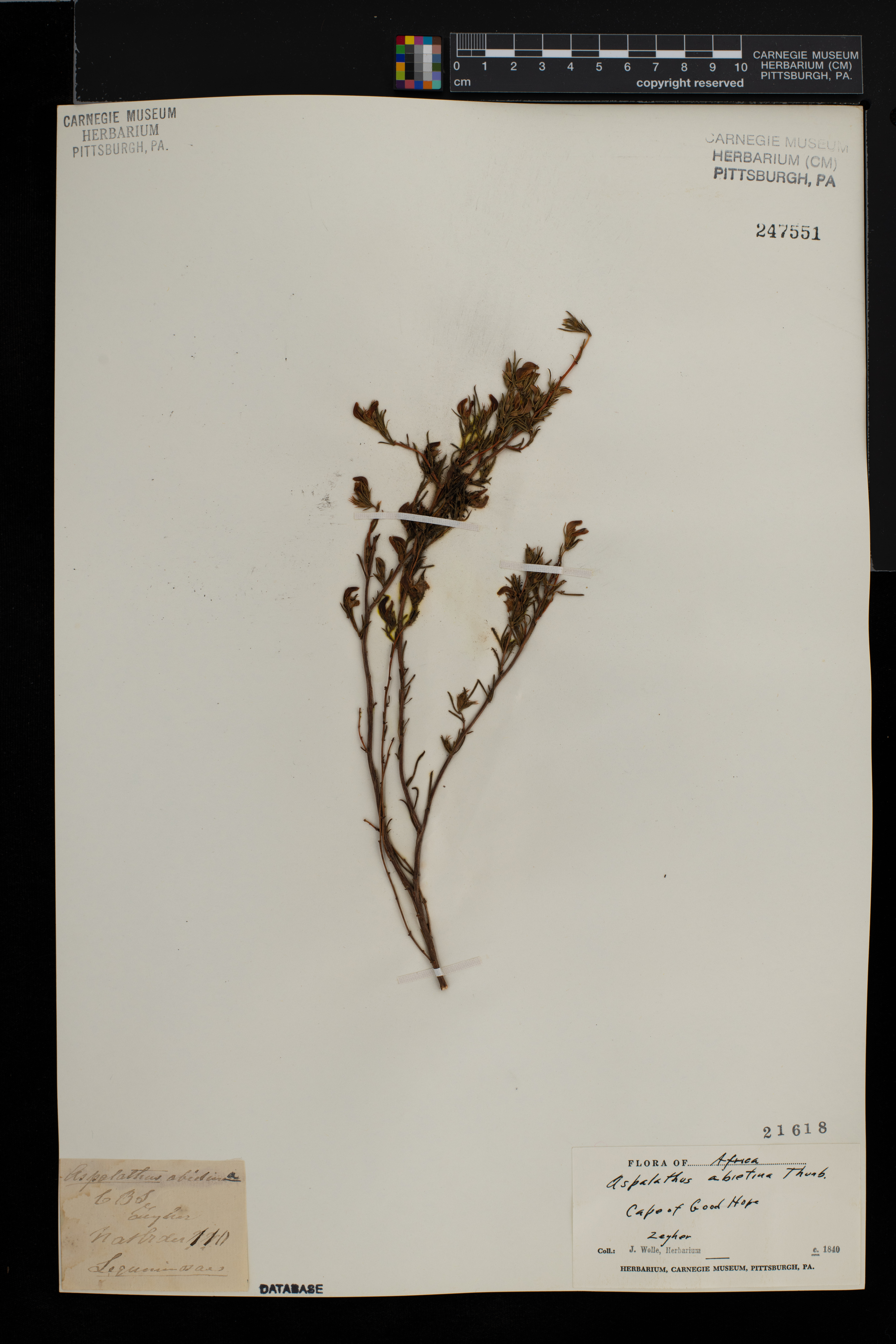 Aspalathus abietina image