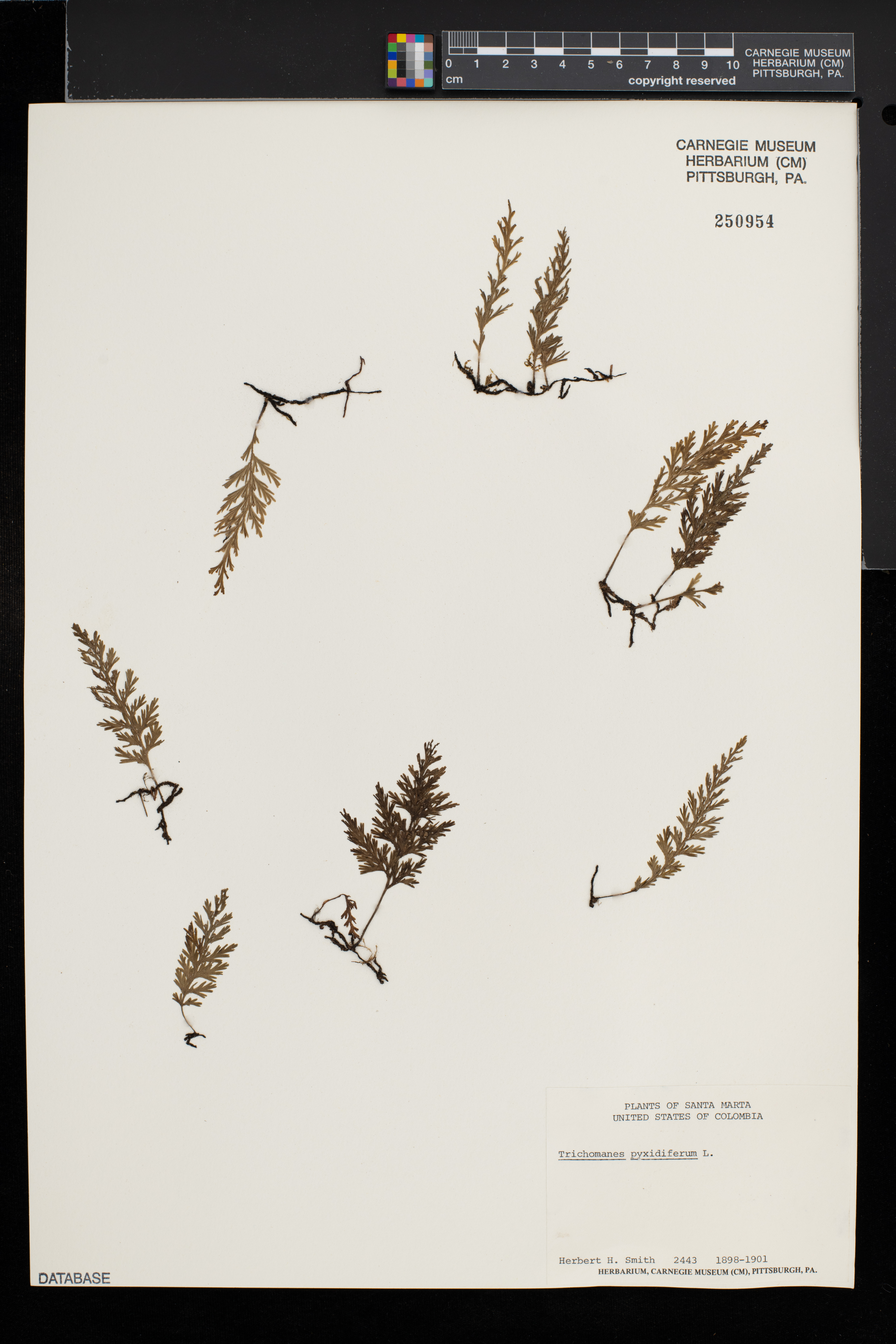 Trichomanes pyxidiferum image