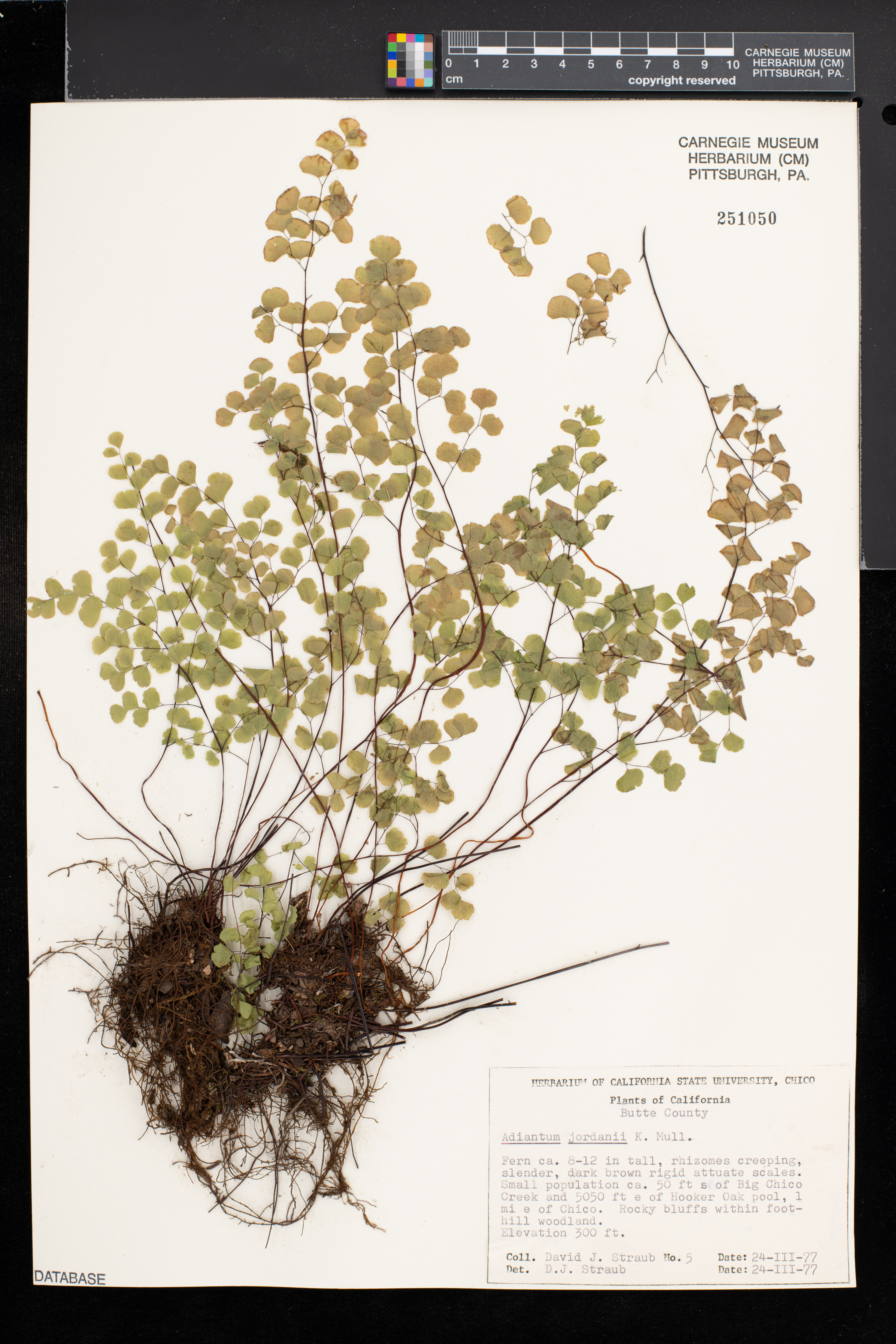 Adiantum jordanii image
