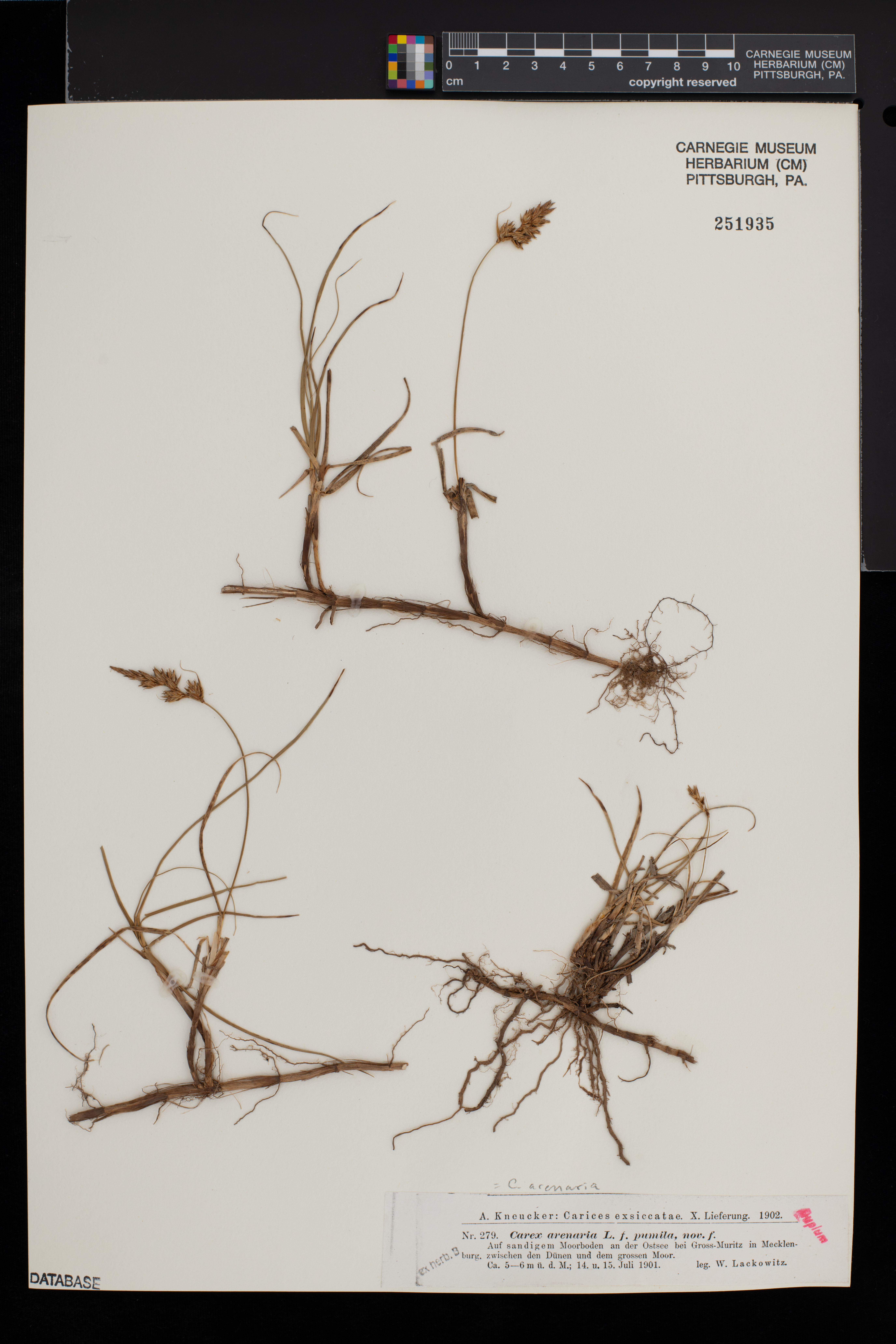 Carex arenaria image