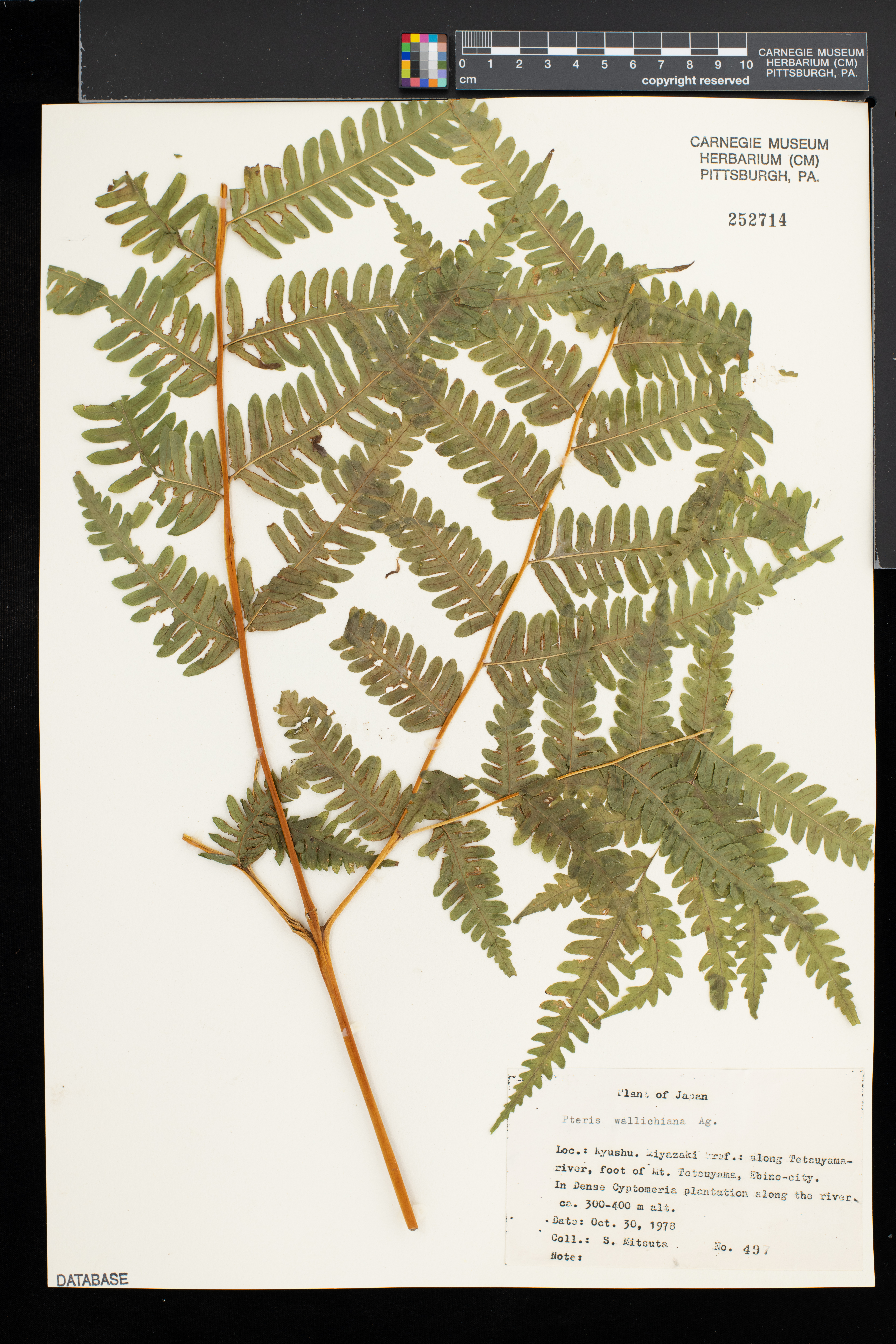 Pteris wallichiana image
