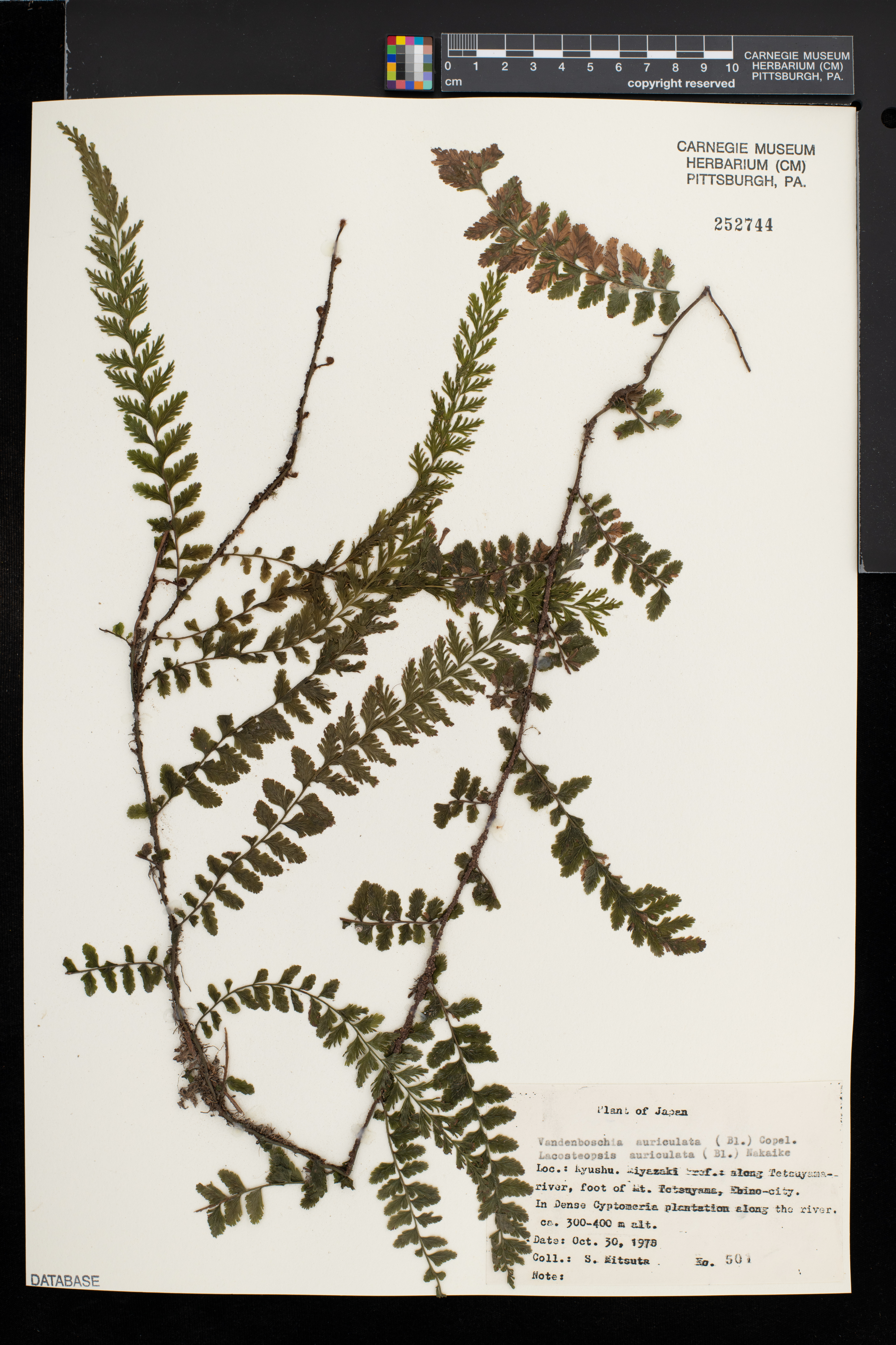 Crepidomanes auriculatum image