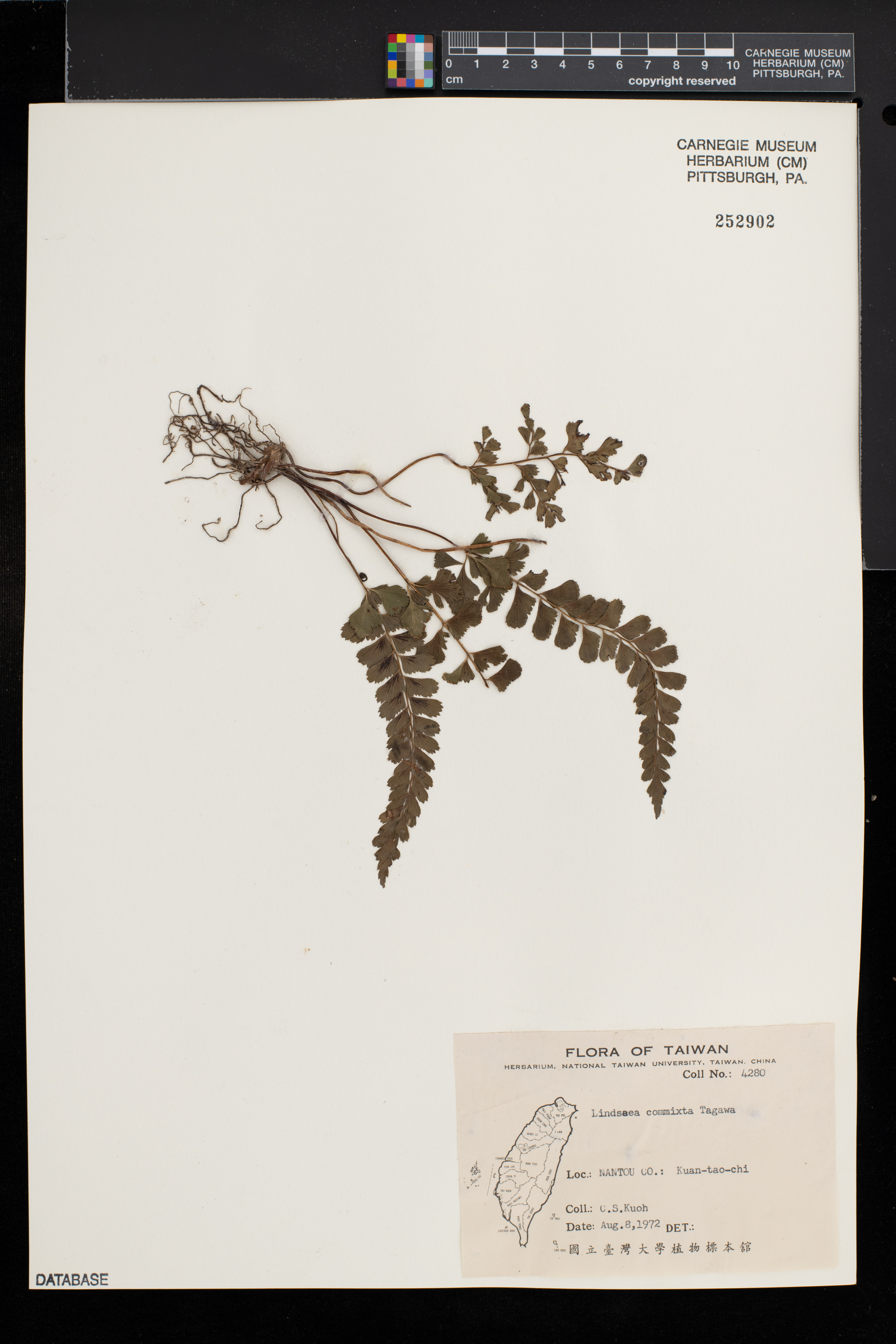 Lindsaea orbiculata var. commixta image