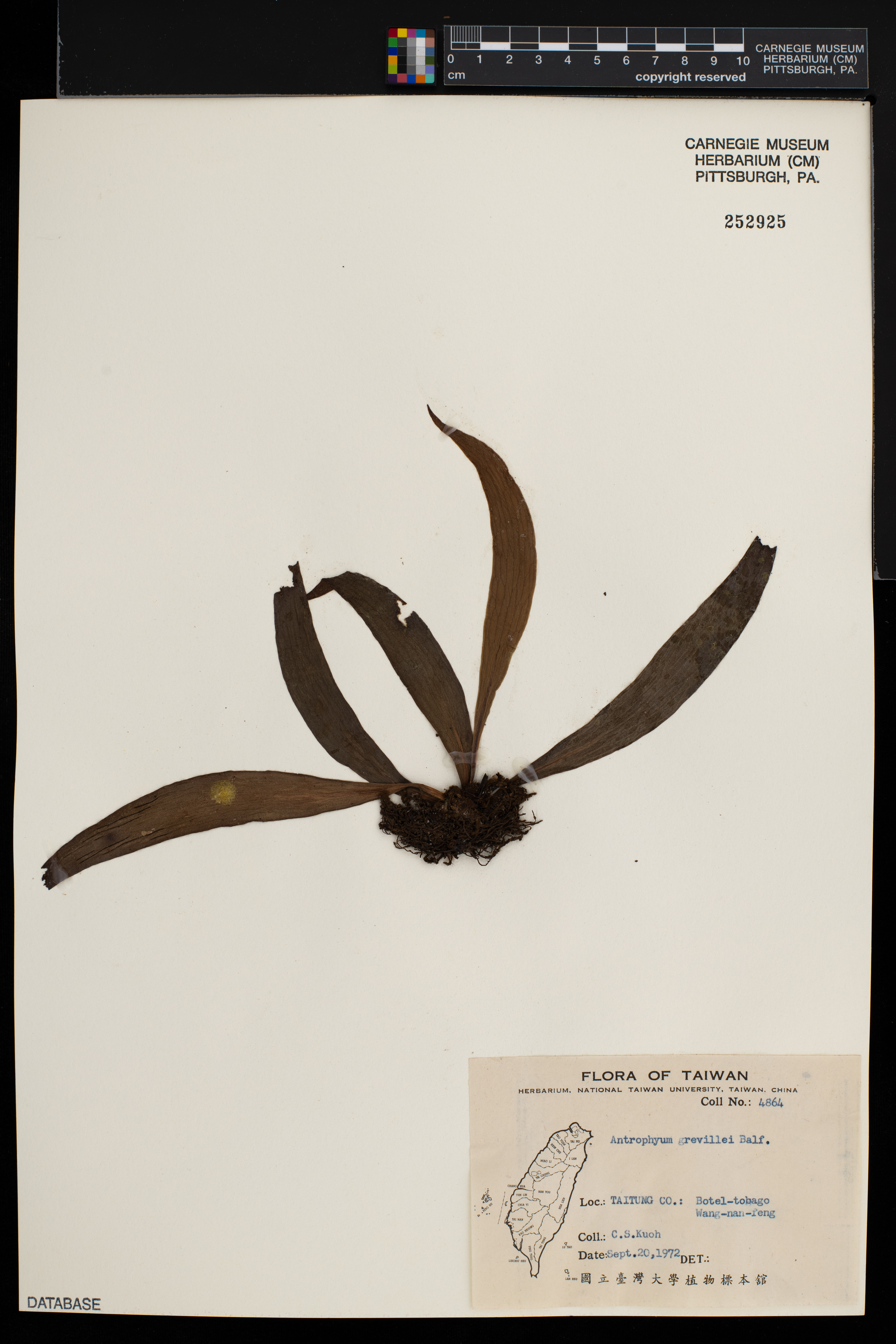 Antrophyum plantagineum image