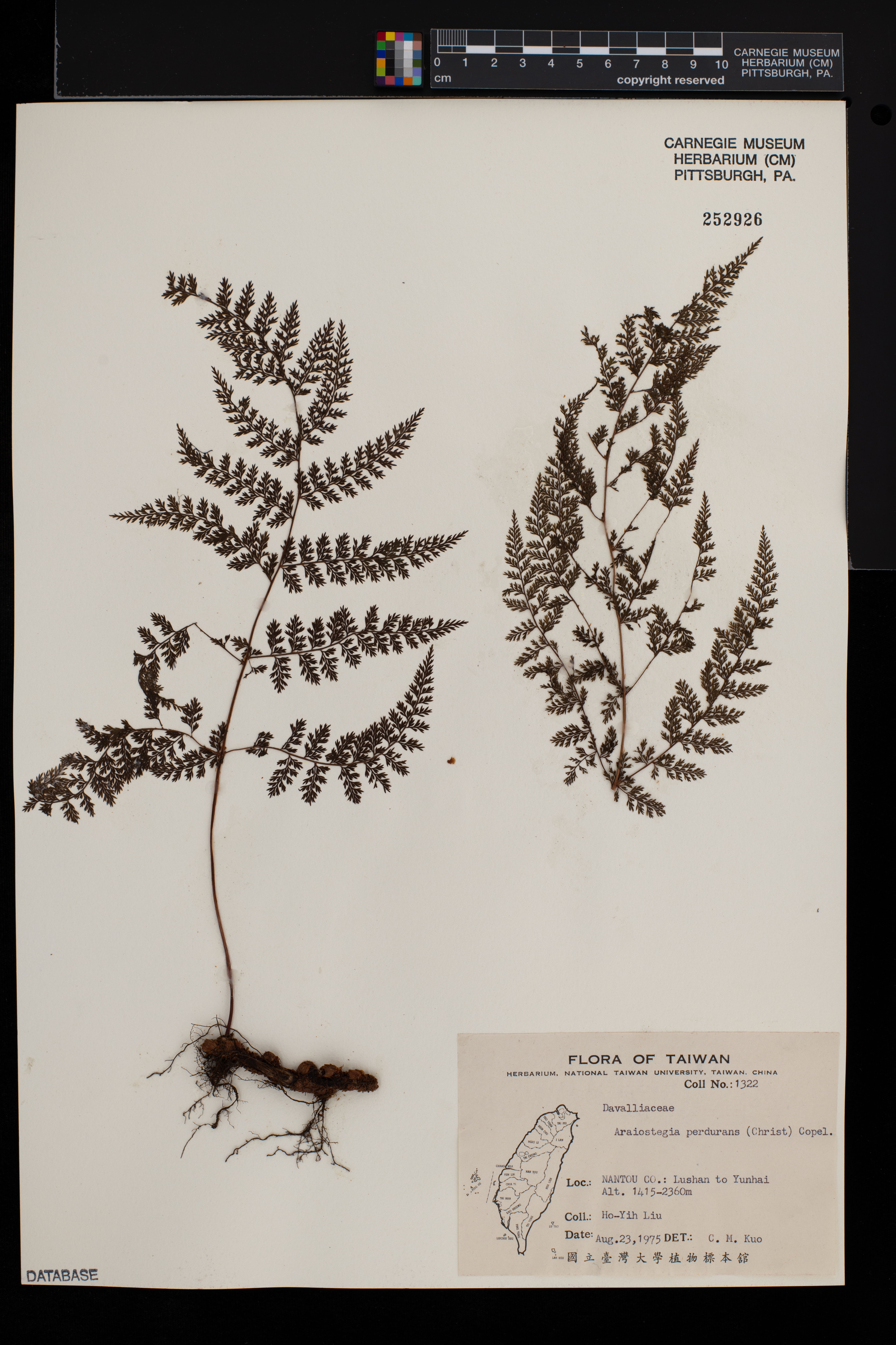 Davallia perdurans image